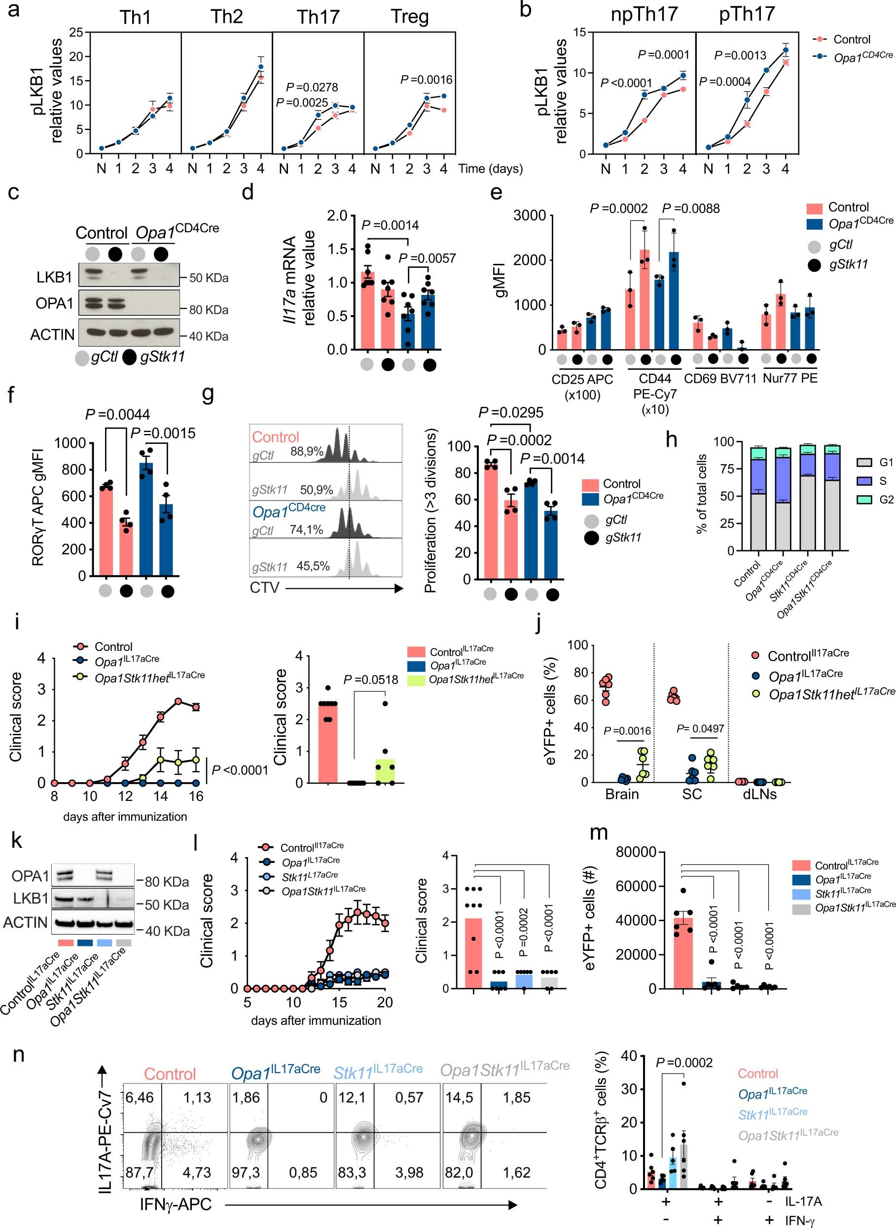 Extended Data Fig. 8: LKB1 deletion in OPA1 reestablishes IL-17A expression.