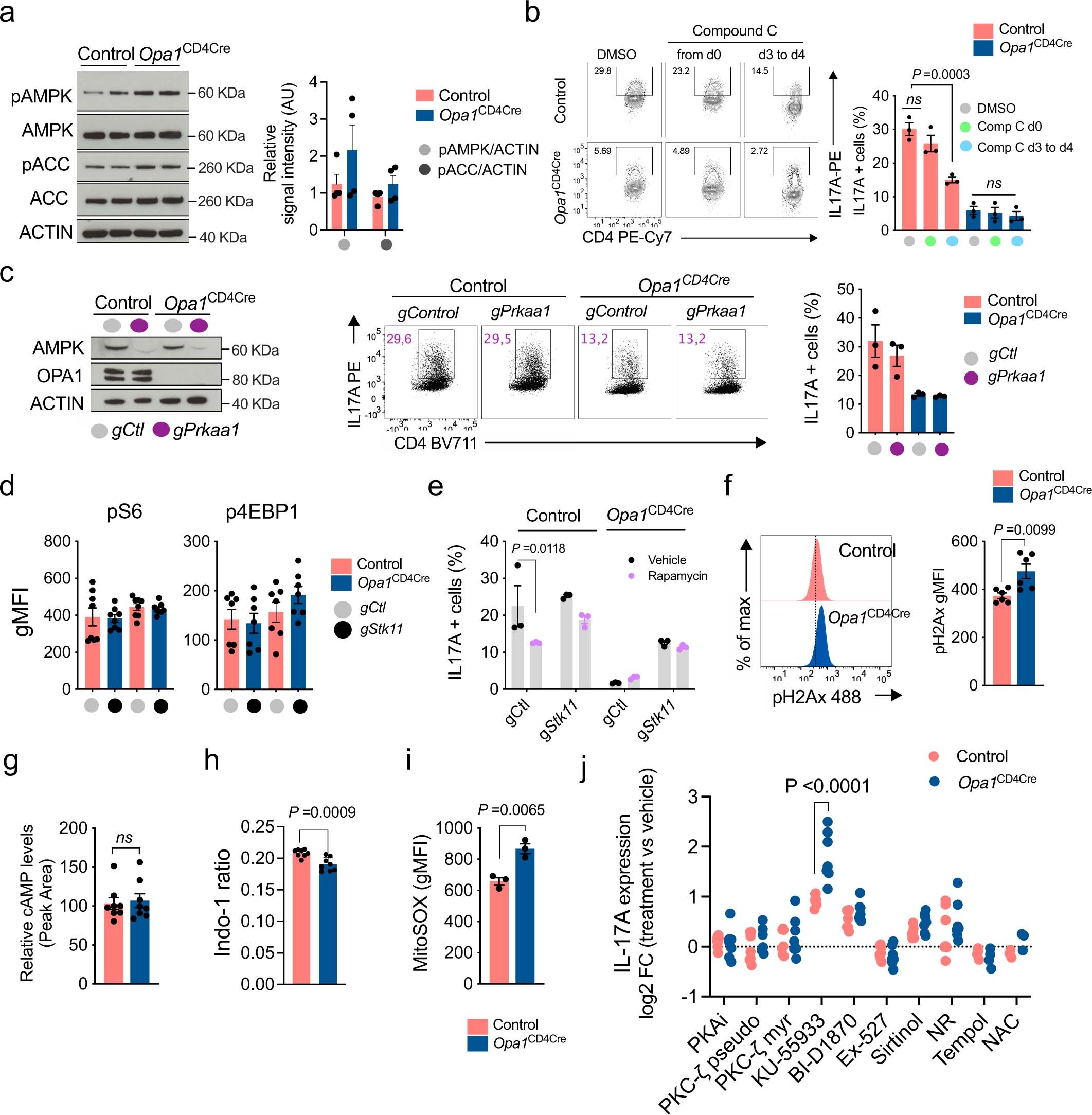 Extended Data Fig. 9: LKB1 antagonizes OPA1 deficiency independent of mTOR and AMPK.