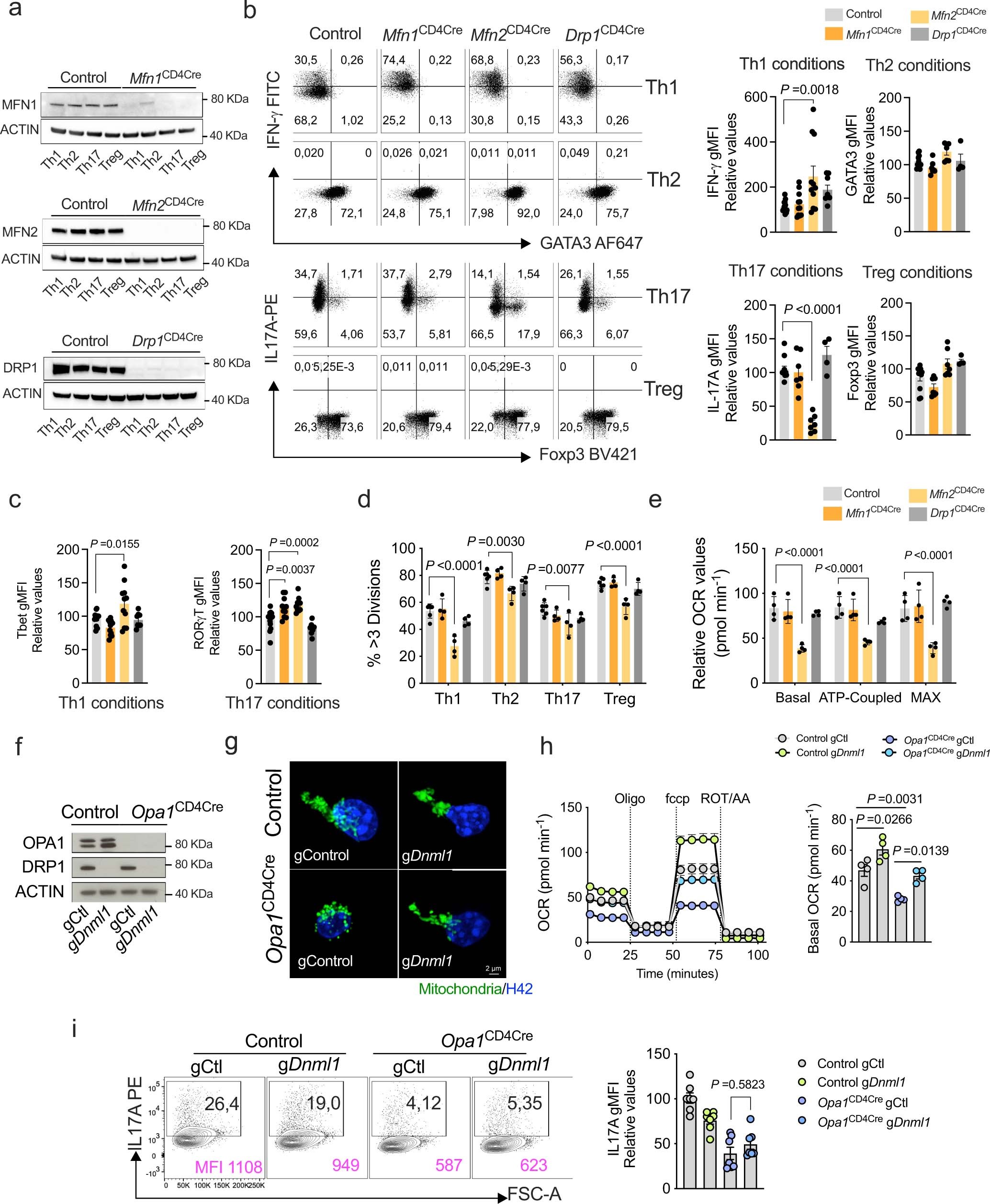 Extended Data Fig. 3: Role of inner and outer MM remodeling in IL-17A production.