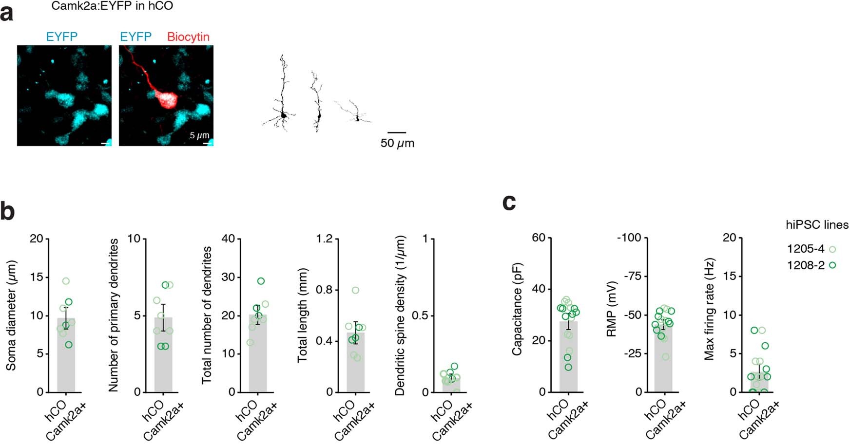 Extended Data Fig. 6: Electrophysiological and morphological properties of glutamatergic hCO neurons.