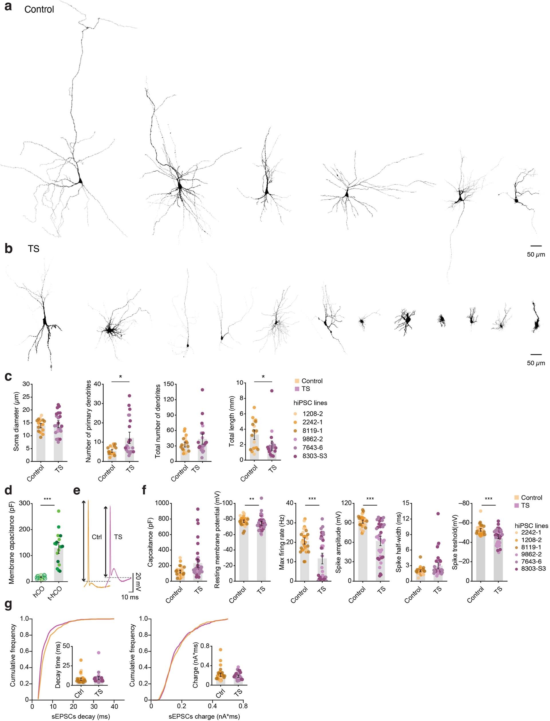 Extended Data Fig. 8: Morphological and electrophysiological properties of control and TS t-hCO neurons.