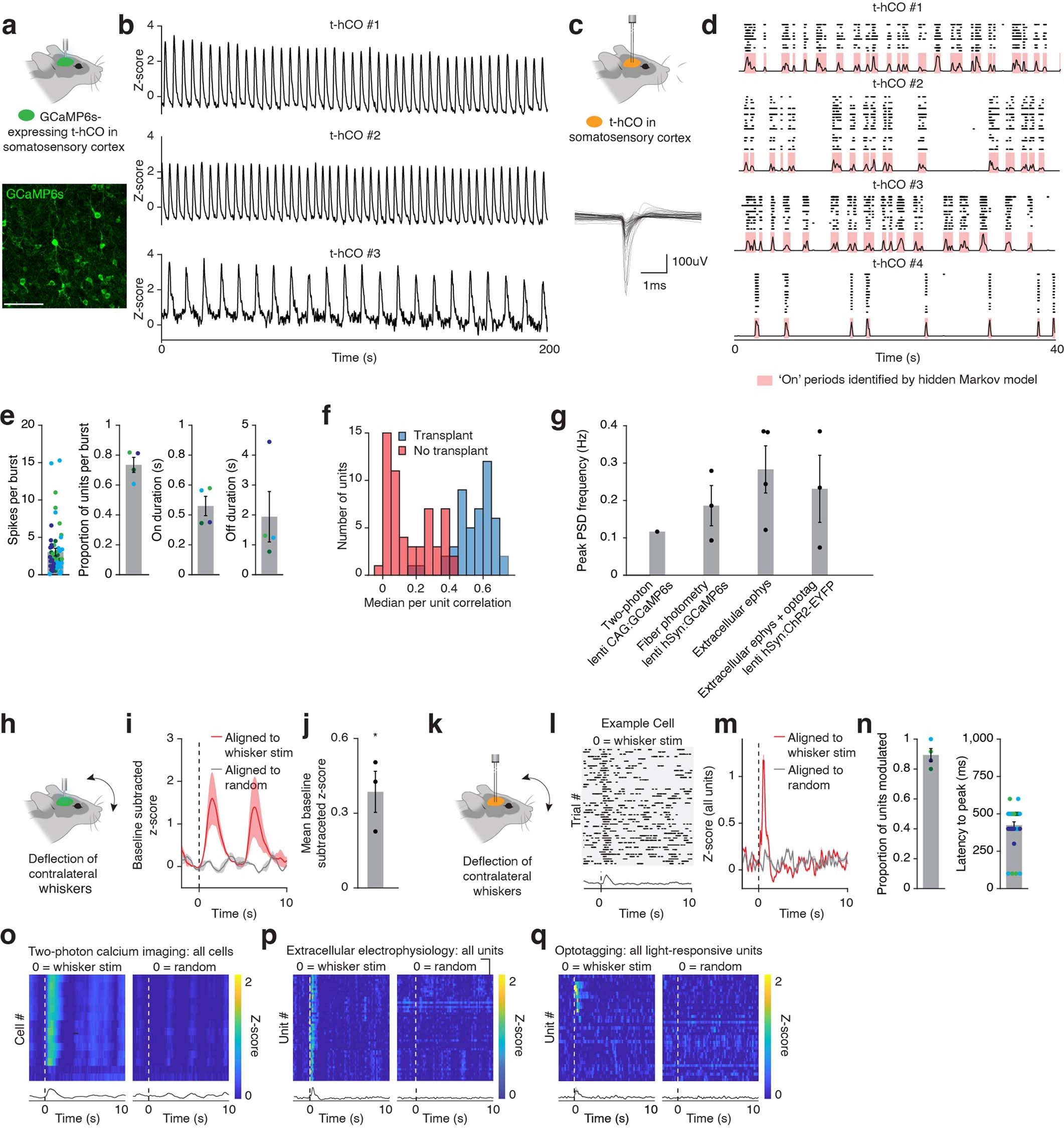 Extended Data Fig. 10: Characterization of t-hCO activity in vivo.