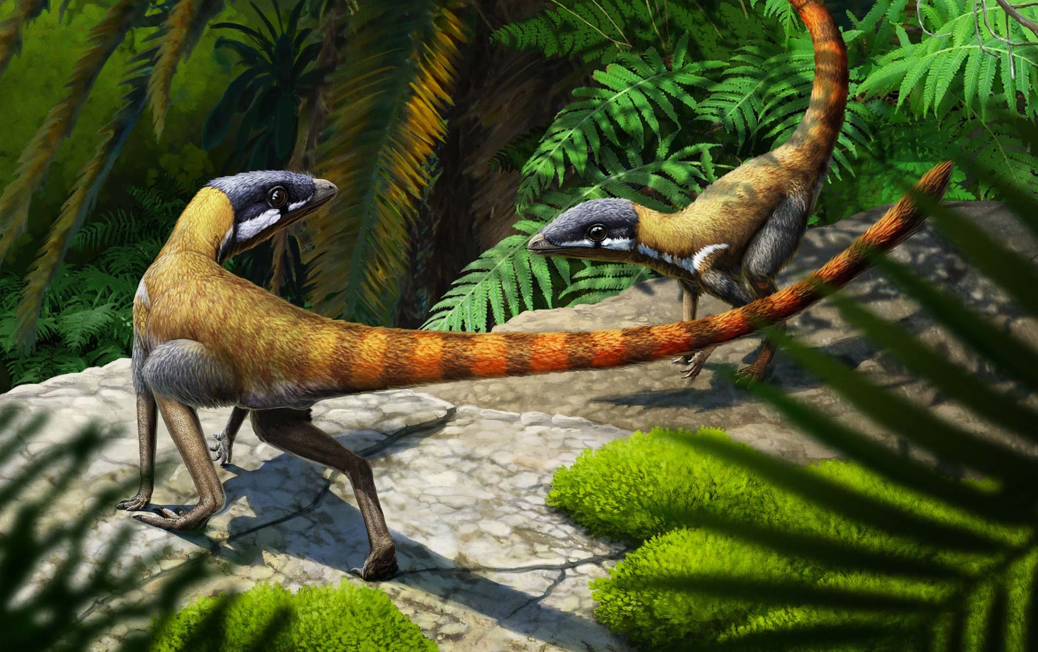Extended Data Fig. 1: Life reconstruction of Scleromochlus taylori.