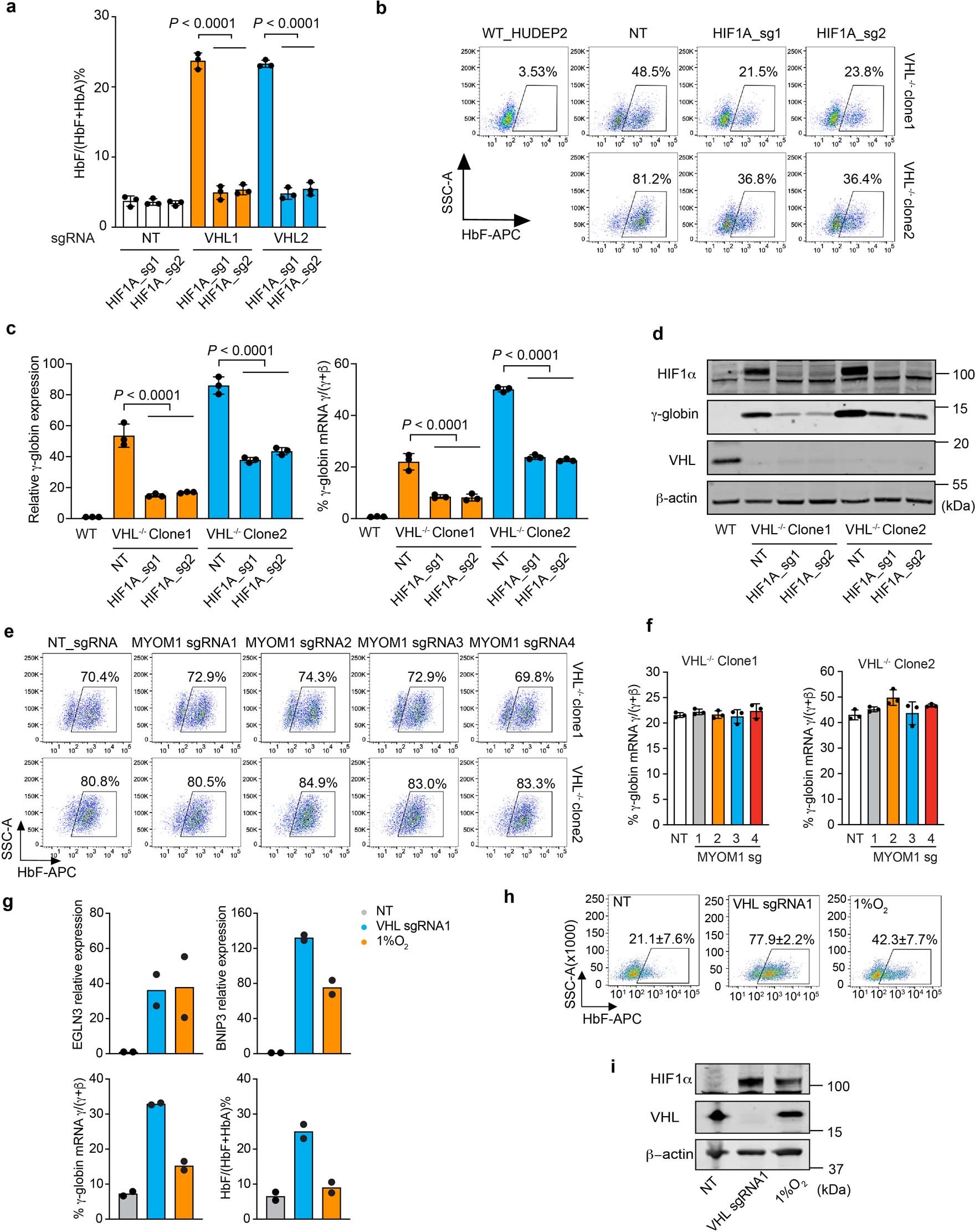 Extended Data Fig. 3: The VHL E3 ubiquitin ligase complex suppresses γ-globin expression by targeting HIF1α for degradation (linked to main Fig. 1).