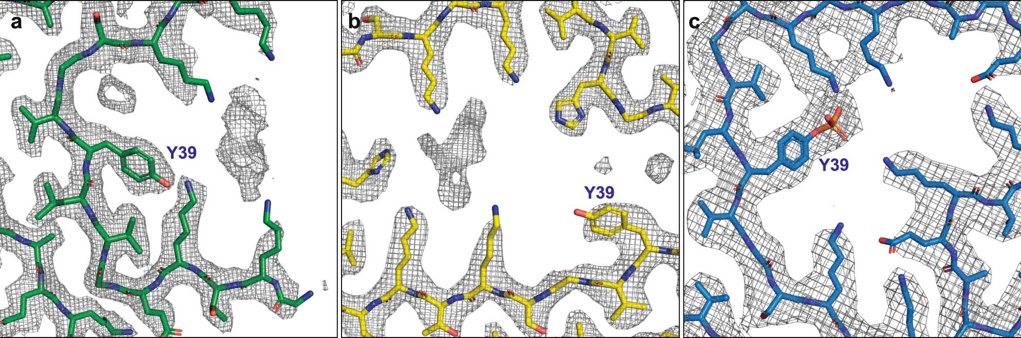Extended Data Fig. 7: Zoomed-in cryo-EM densities around Y39 of α-synuclein in various folds.