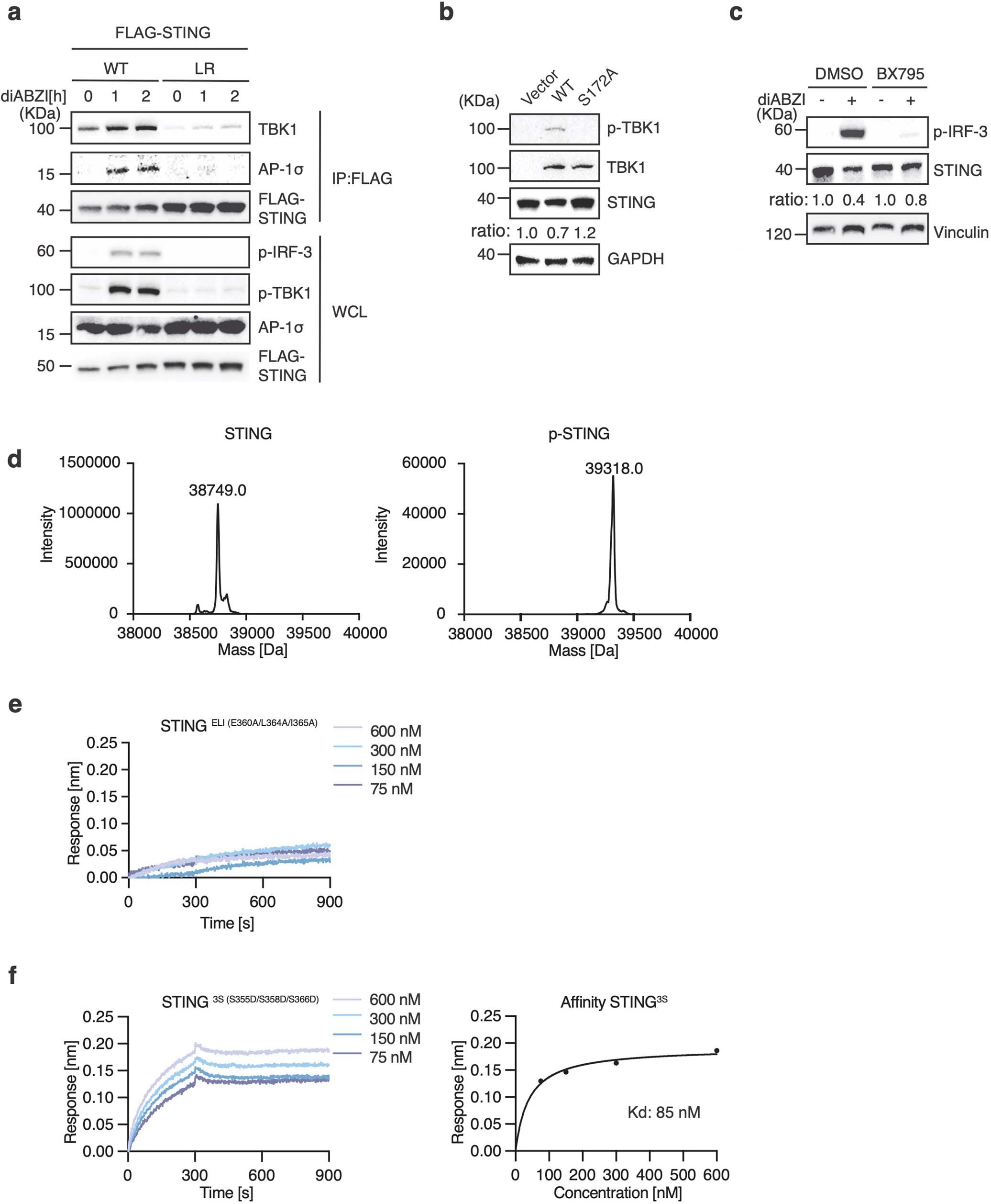 Extended Data Fig. 7: STING–AP-1 interaction depends on TBK1-mediated phosphorylation.