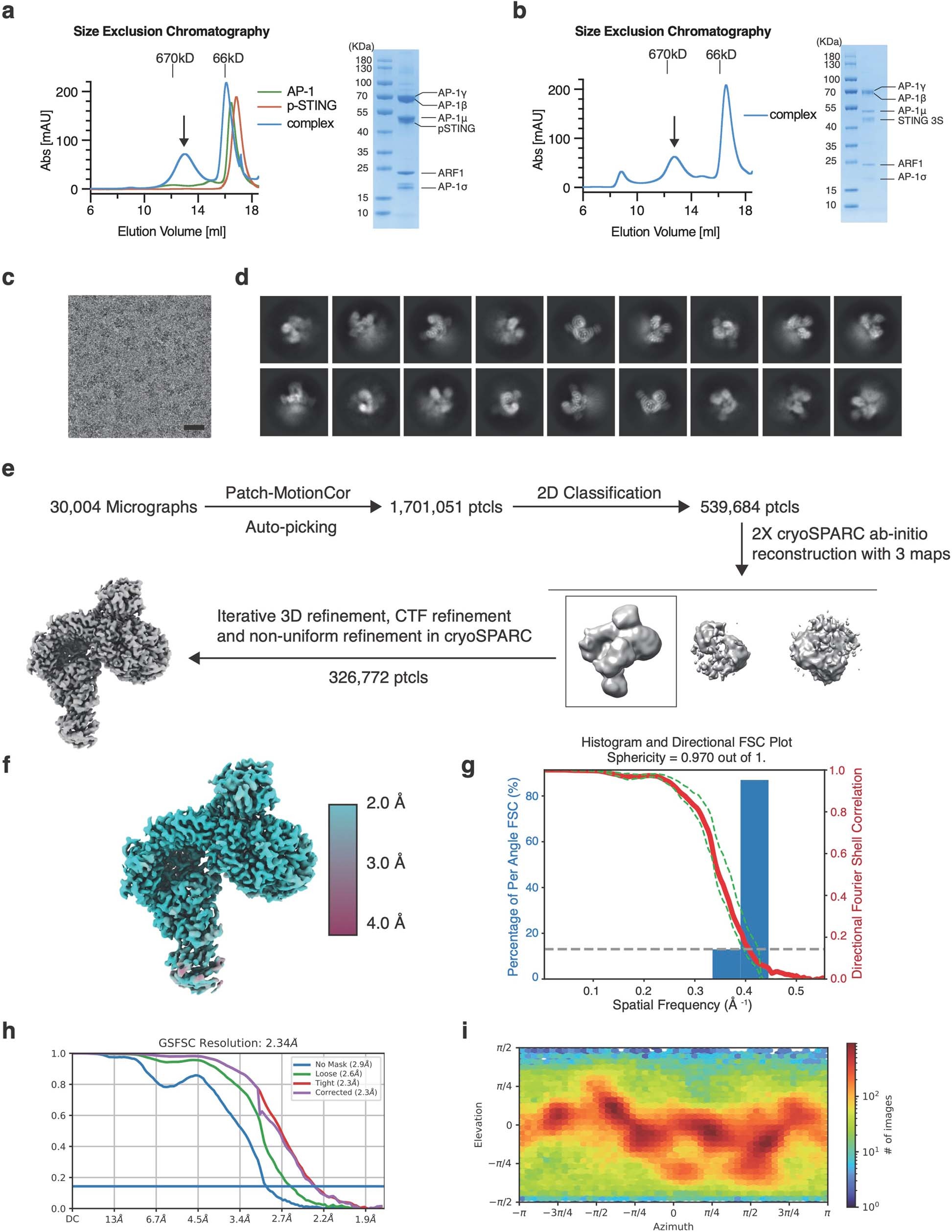 Extended Data Fig. 8: Cryo-EM analysis of pSTING in complex with AP-1.