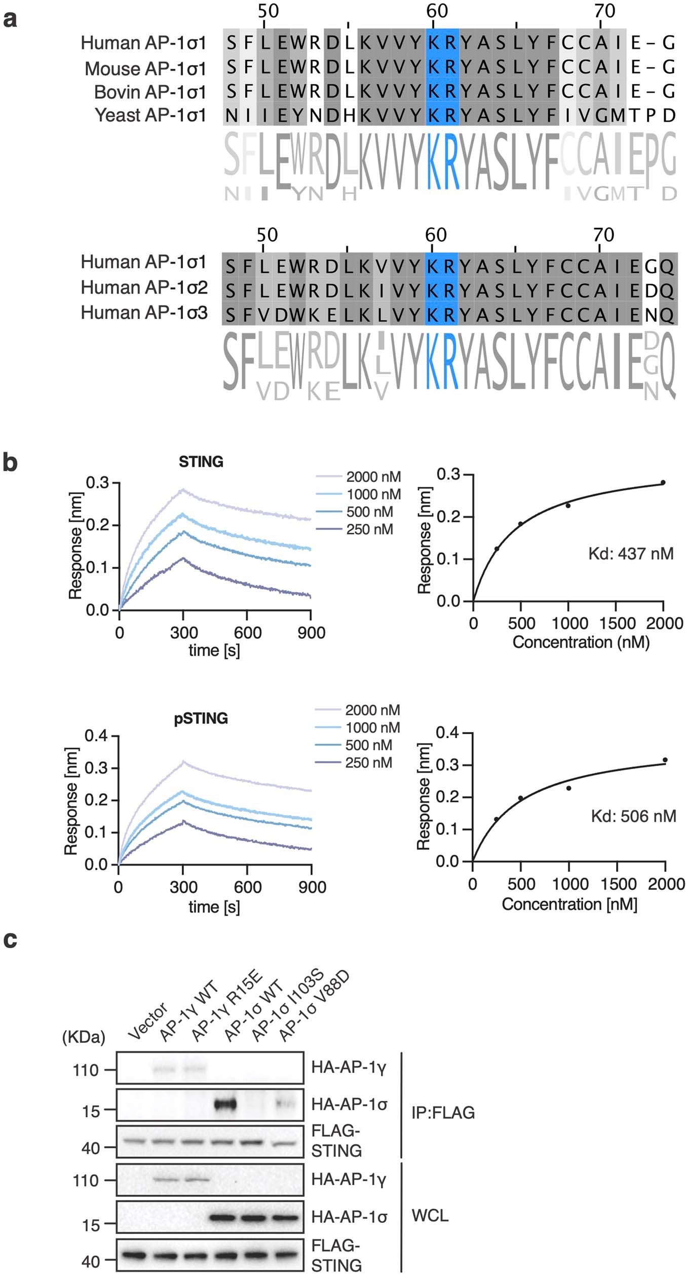 Extended Data Fig. 10: pS366 of pSTING binds to a basic patch of AP-1σ.