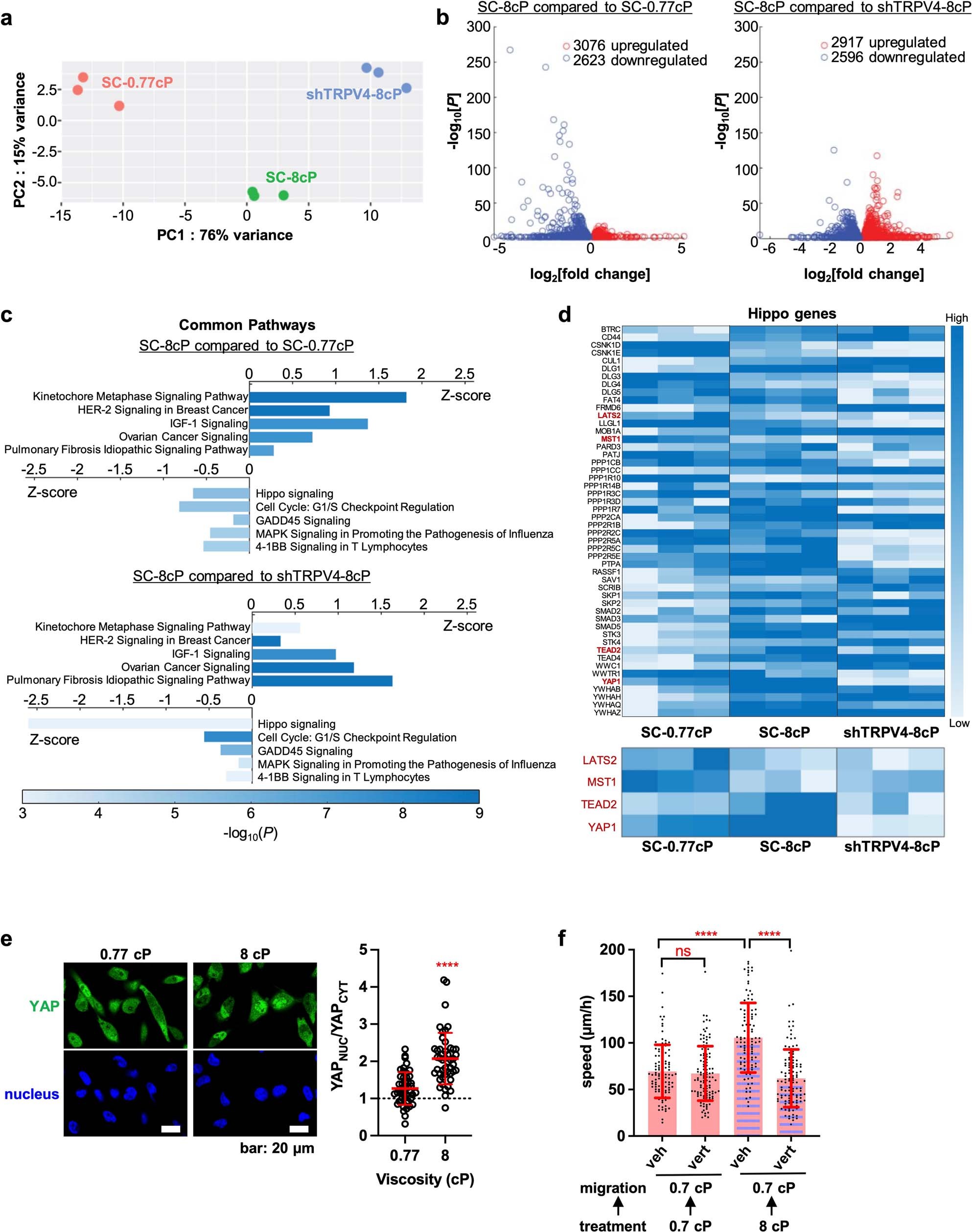 Extended Data Fig. 11: TRPV4 mediates mechanical response to fluid viscosity via transcriptional control of the Hippo pathway.