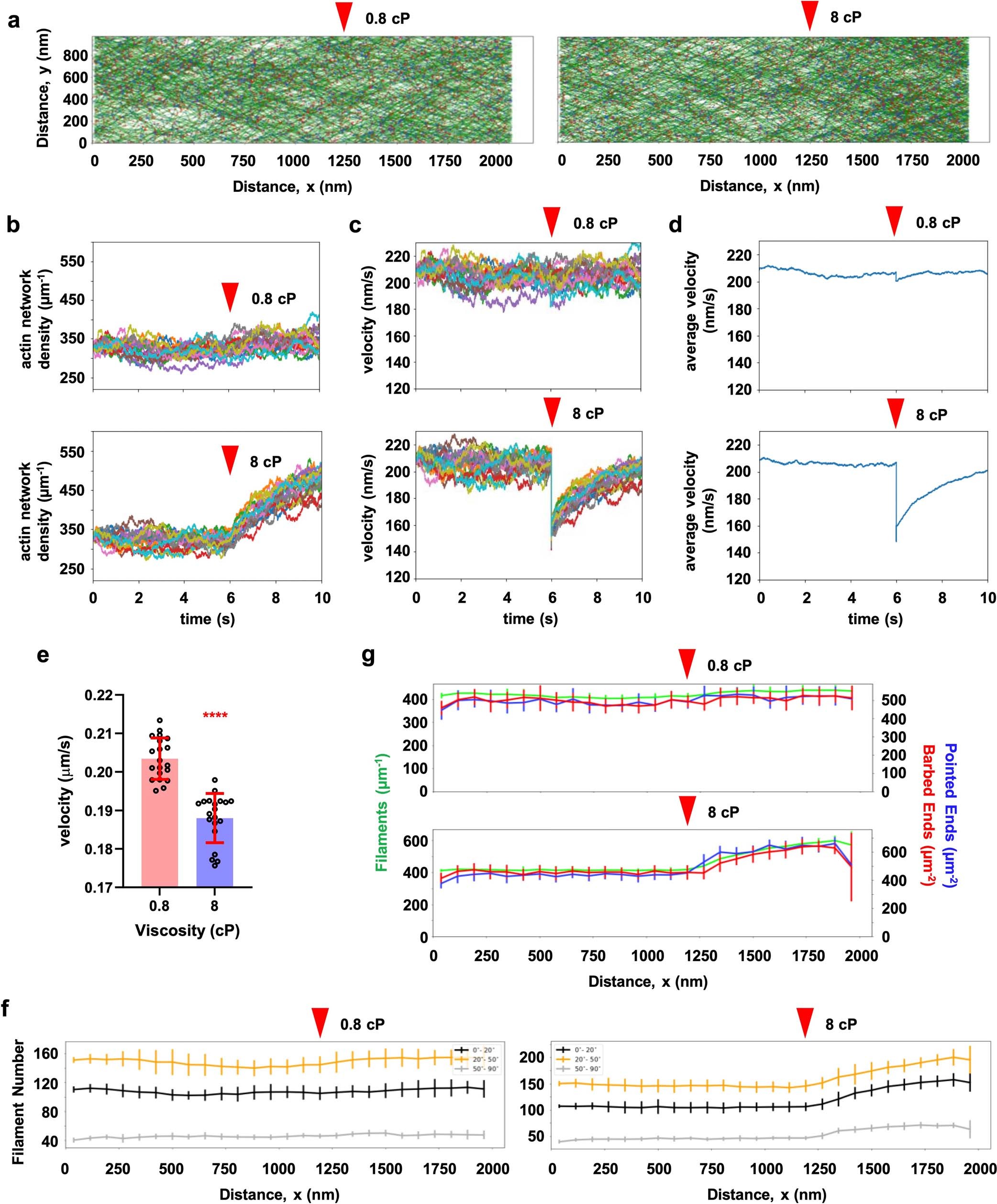 Extended Data Fig. 3: Stochastic model predictions on actin network architecture.