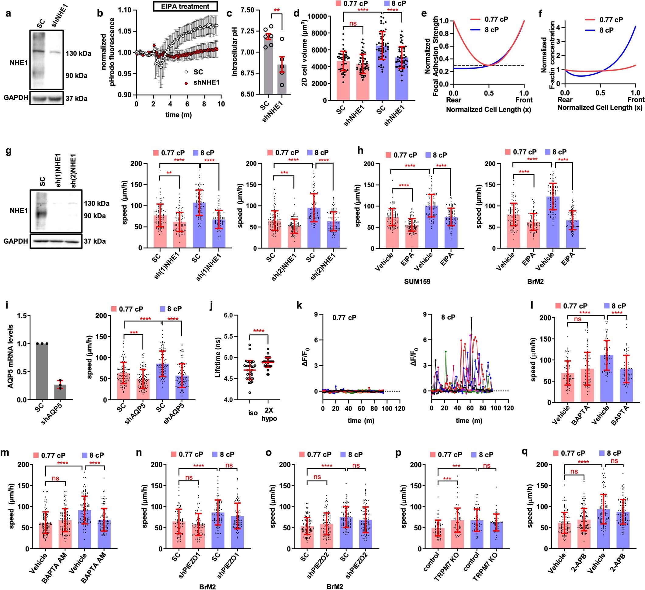 Extended Data Fig. 5: The roles of NHE1, AQP5 and MOSICs in cell mechanotransduction in response to extracellular fluid viscosity.