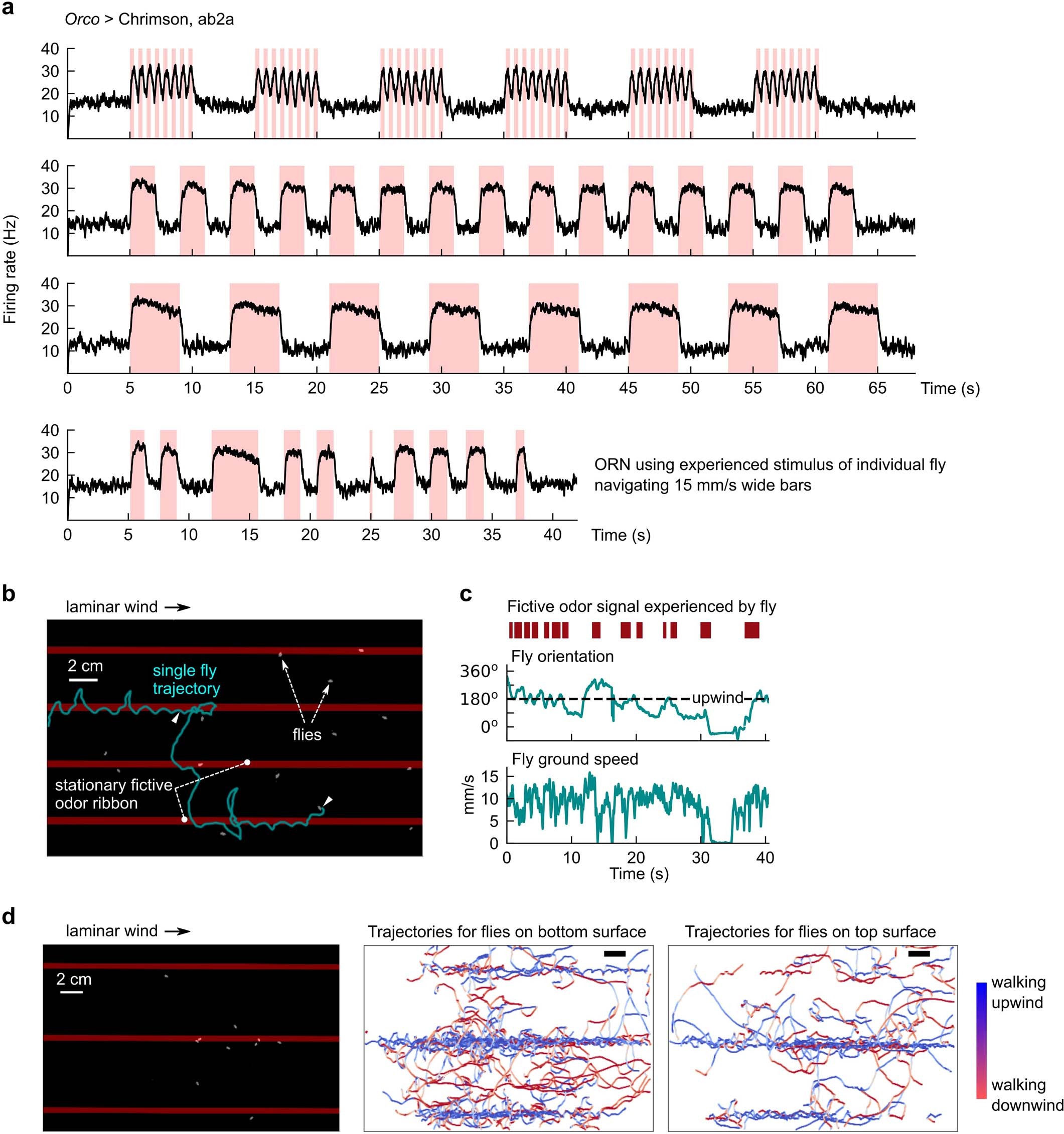 Extended Data Fig. 2: Electrophysiological and behavioural verification of optogenetic activation of Drosophila ORNs.