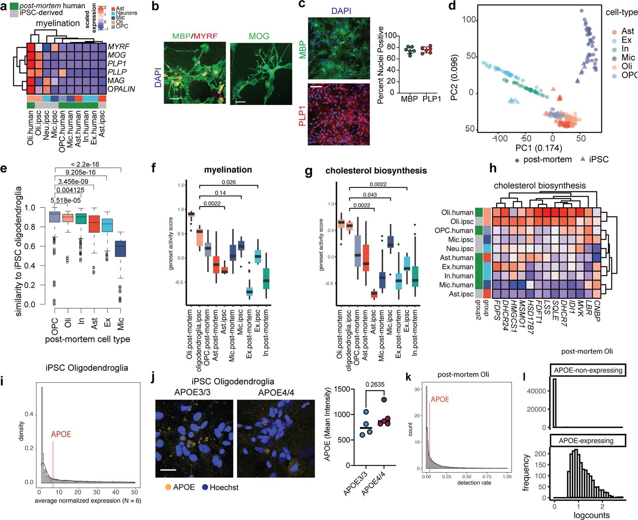 Extended Data Fig. 5: Comparison of post-mortem oligodendrocytes and iPSC-derived oligodendroglia.