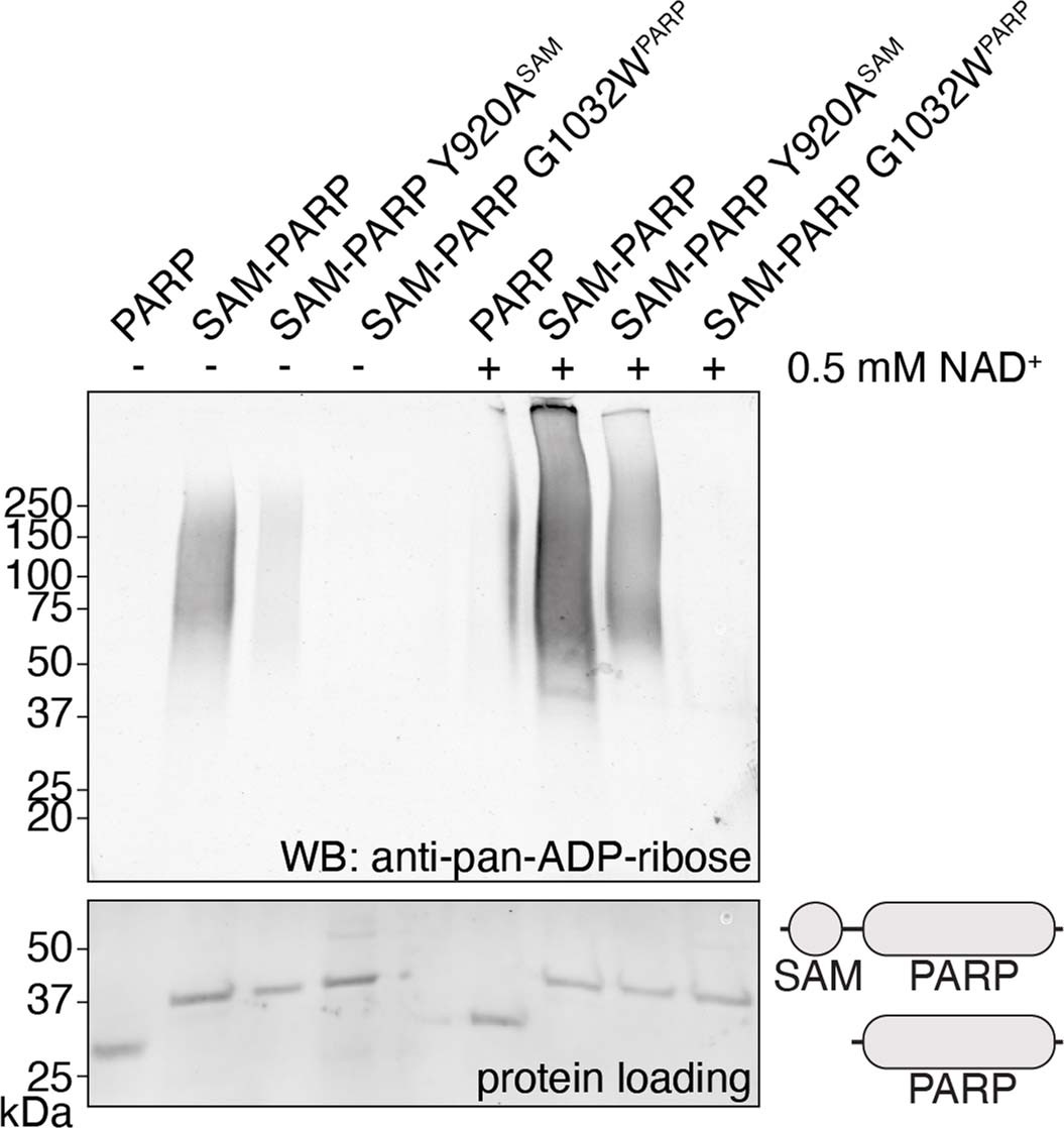 Extended Data Fig. 1: TNKS2 SAM-PARP polymerisation promotes auto-PARylation.