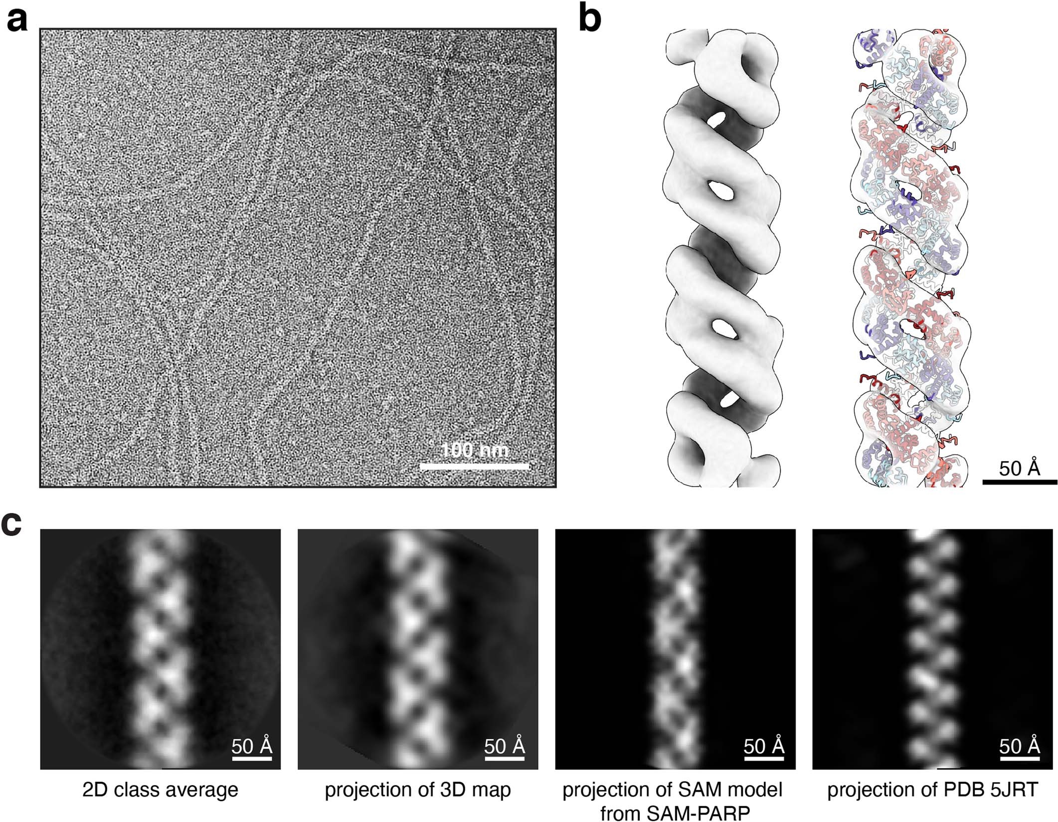 Extended Data Fig. 4: Negative-stain EM of TNKS2 SAM shows a two-start helix.