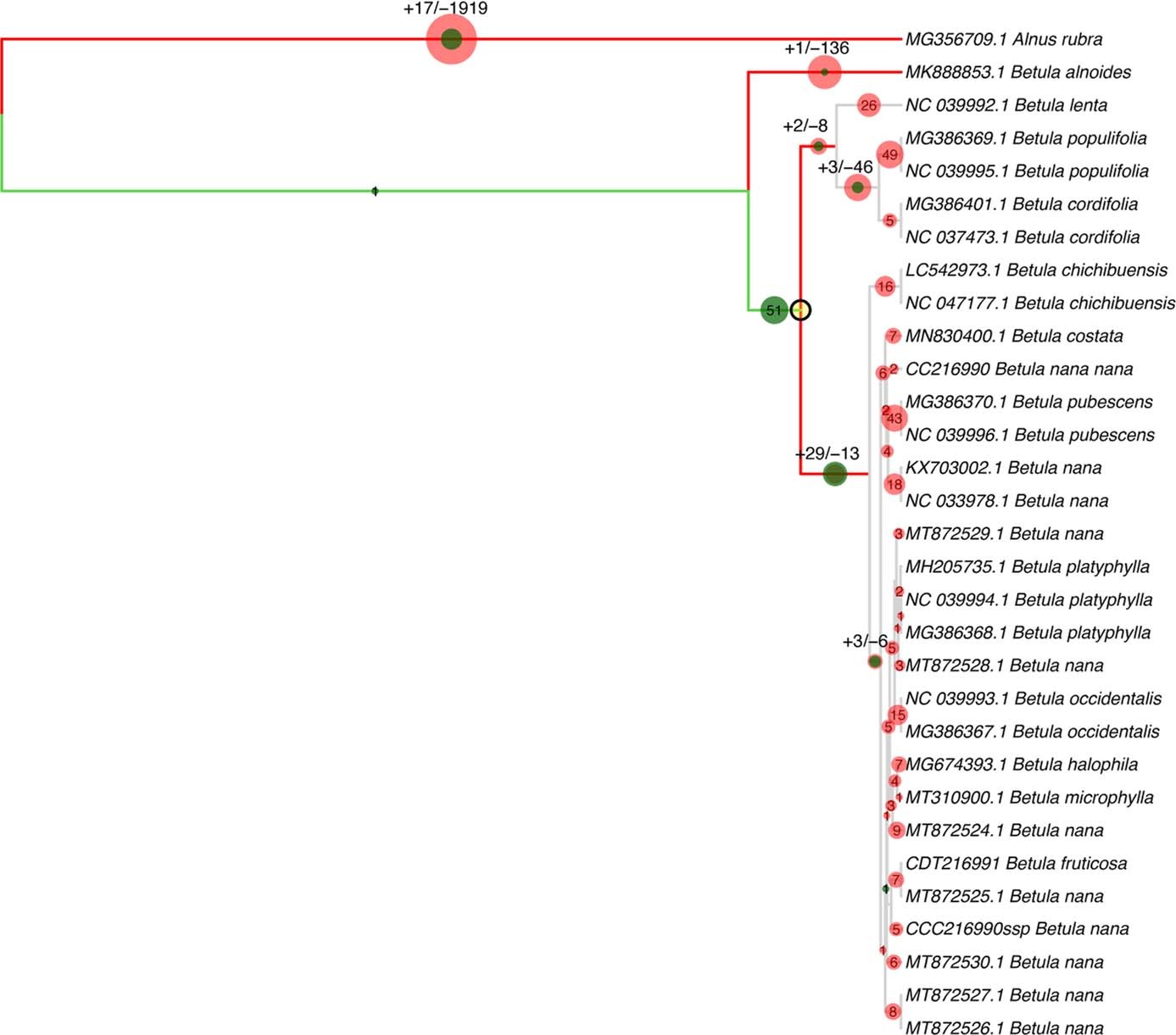 Extended Data Fig. 9: Phylogenetic placement results for our Betula chloroplast reads, using both transition and transversion SNPs, and using reads merged from all layers and sites.