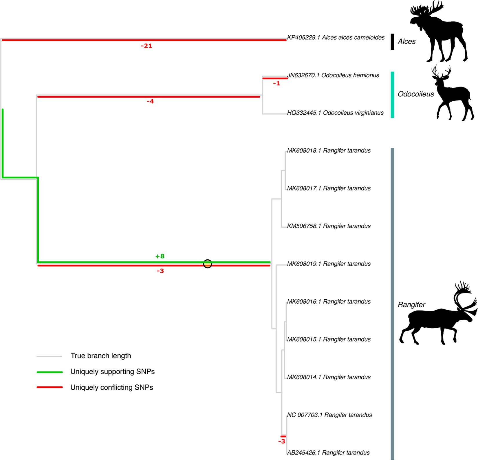 Extended Data Fig. 3: Phylogenetic placement results for representatives of the Capreolinae mitochondrial reads, using transversion SNPs only.