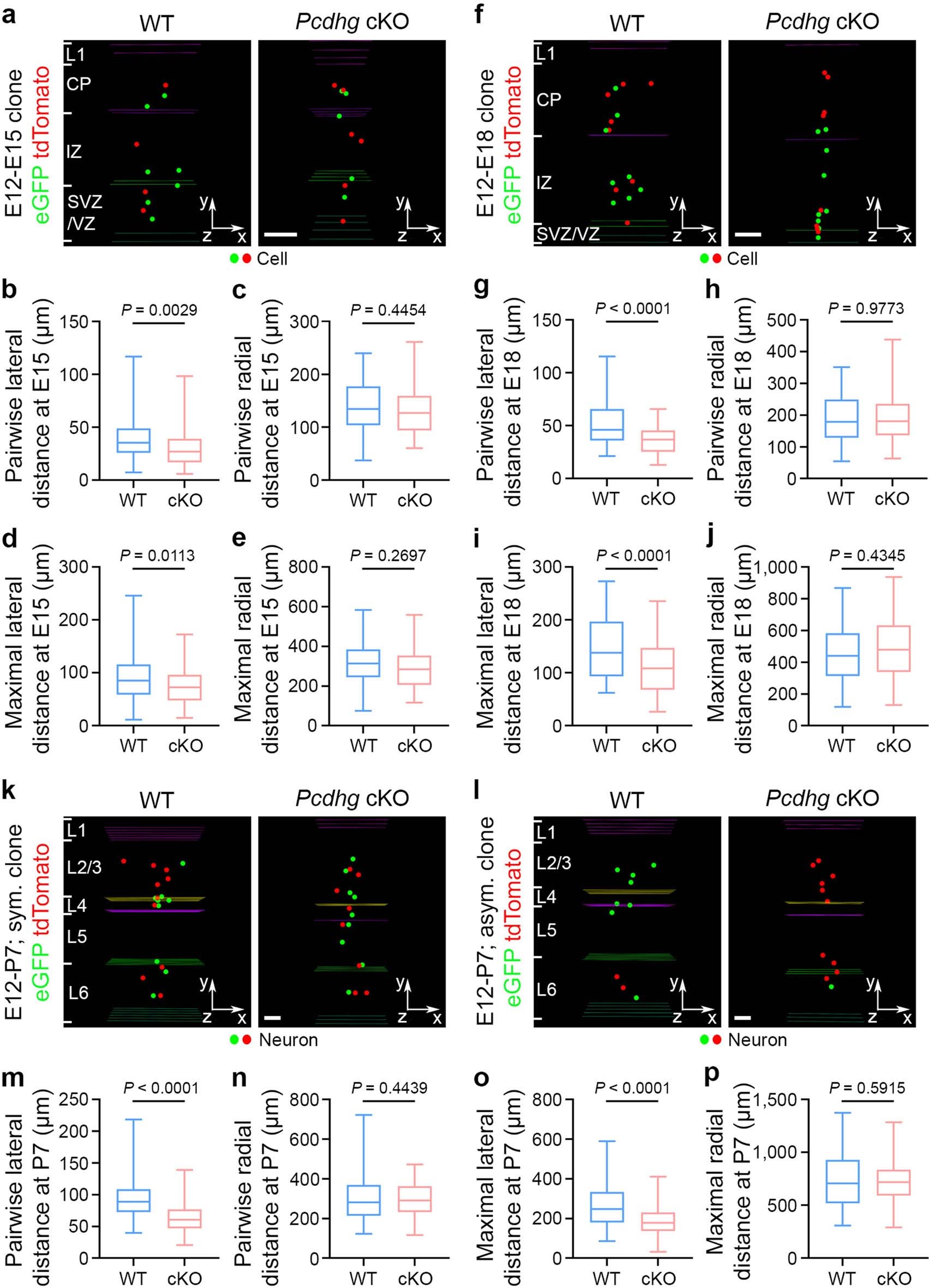 Extended Data Fig. 8: PCDHγ removal causes a lateral clustering of excitatory neuron clones during embryonic and neonatal neocortical development.