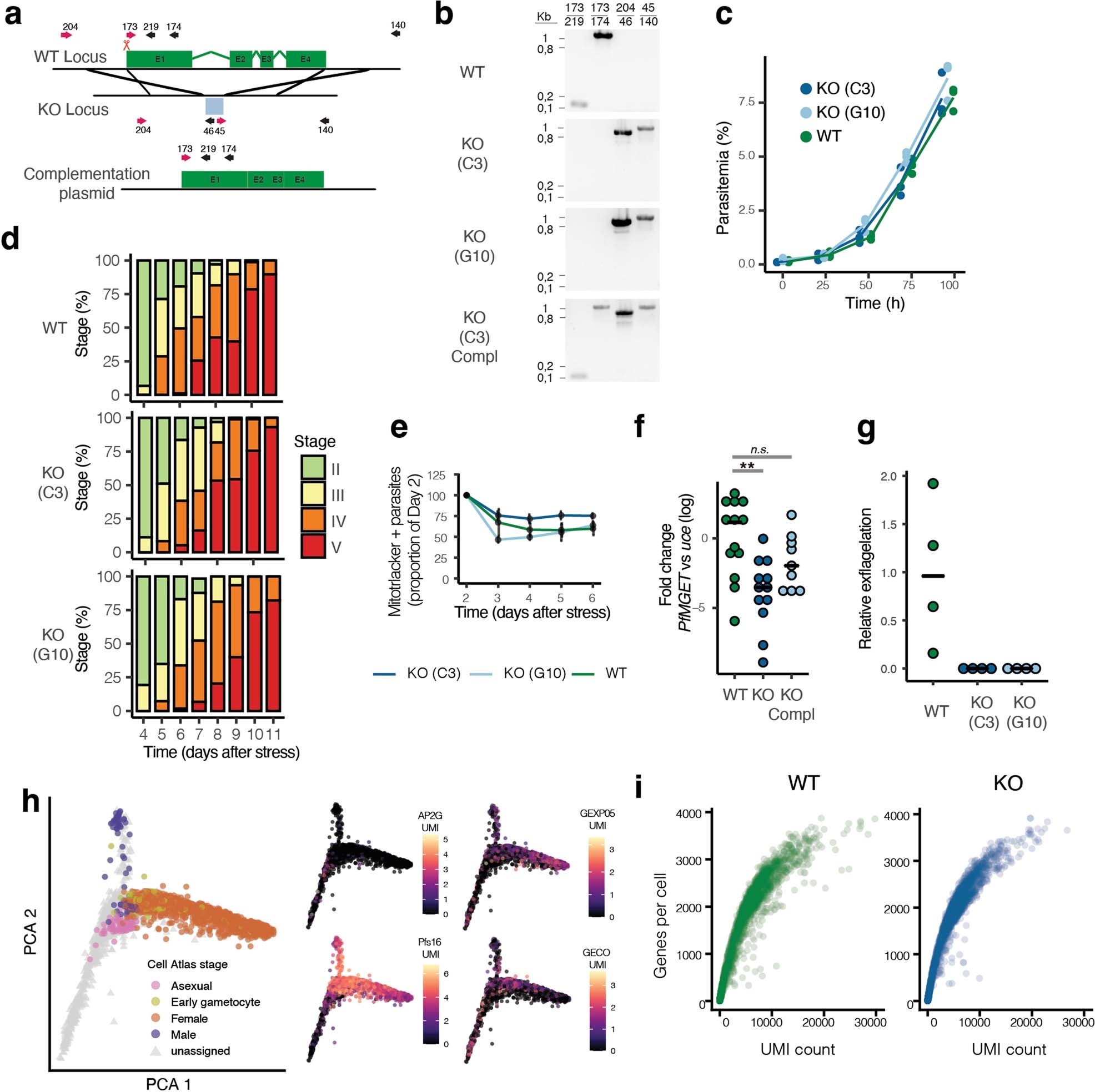 Extended Data Fig. 1: Md1 KO genotyping and phenotyping.