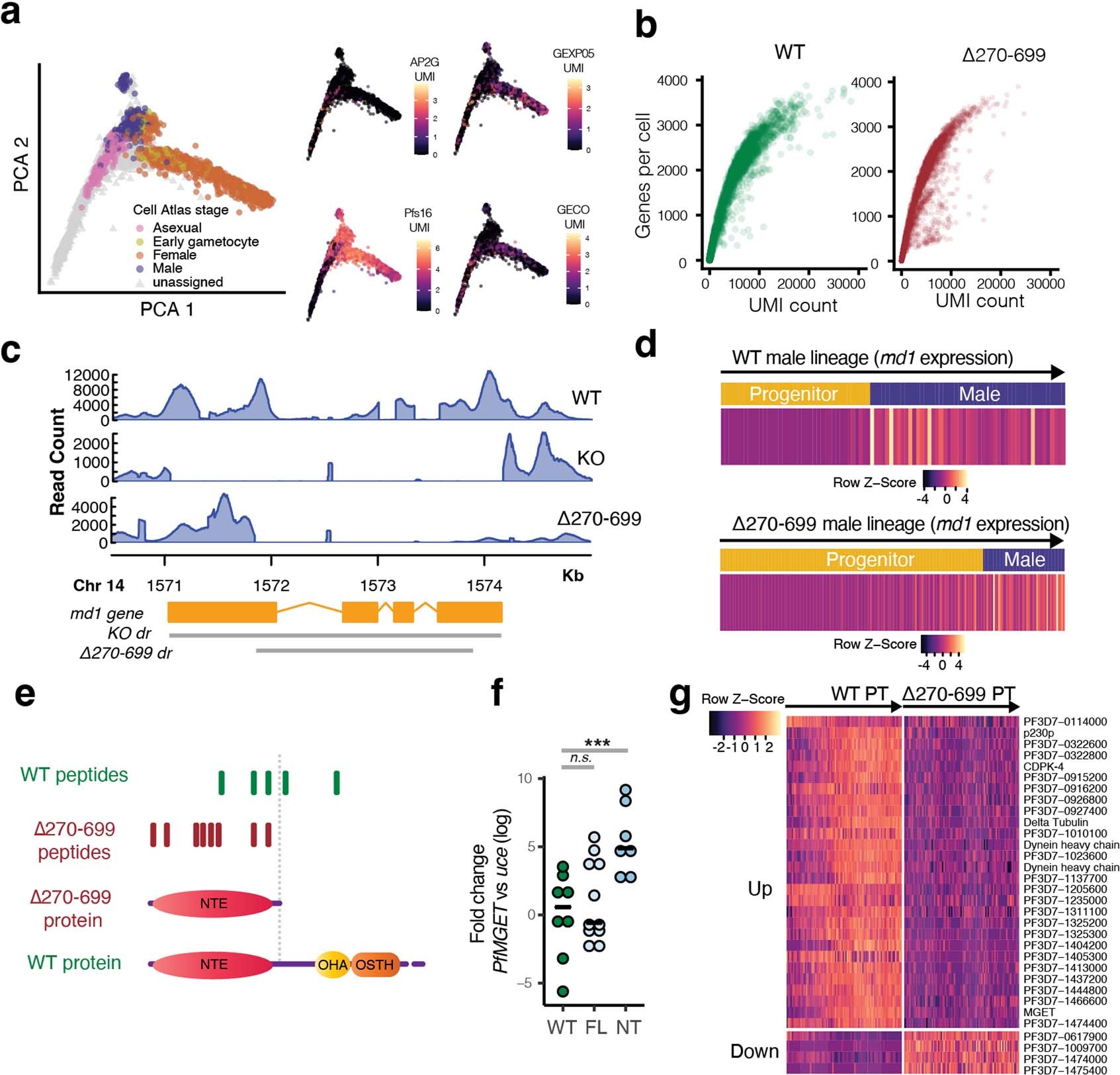 Extended Data Fig. 3: Md1 is sufficient to determine a male fate.