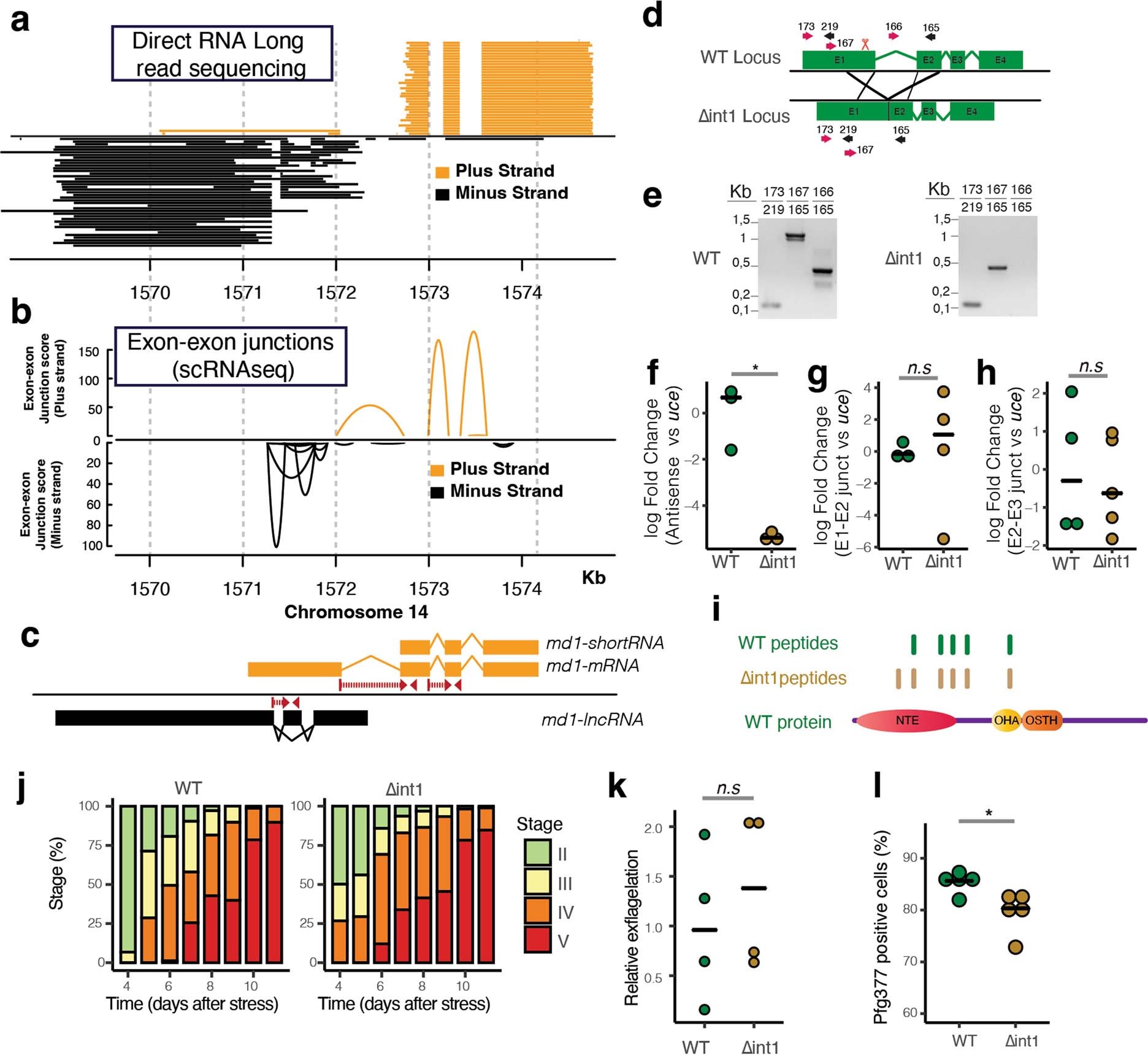 Extended Data Fig. 5: Three species of RNA are expressed at the md1 locus.