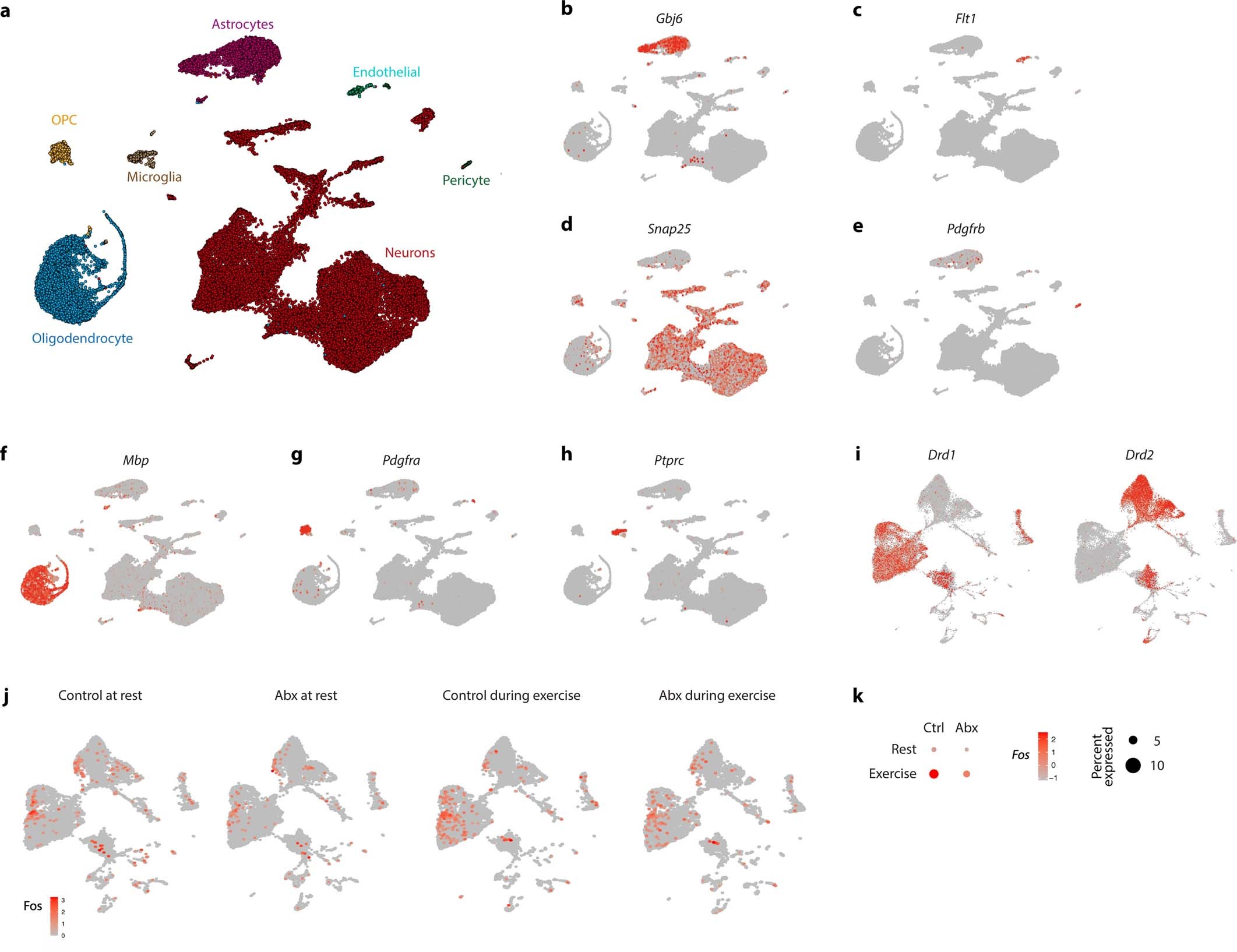 Extended Data Fig. 5: Single-nucleus sequencing of the striatum.