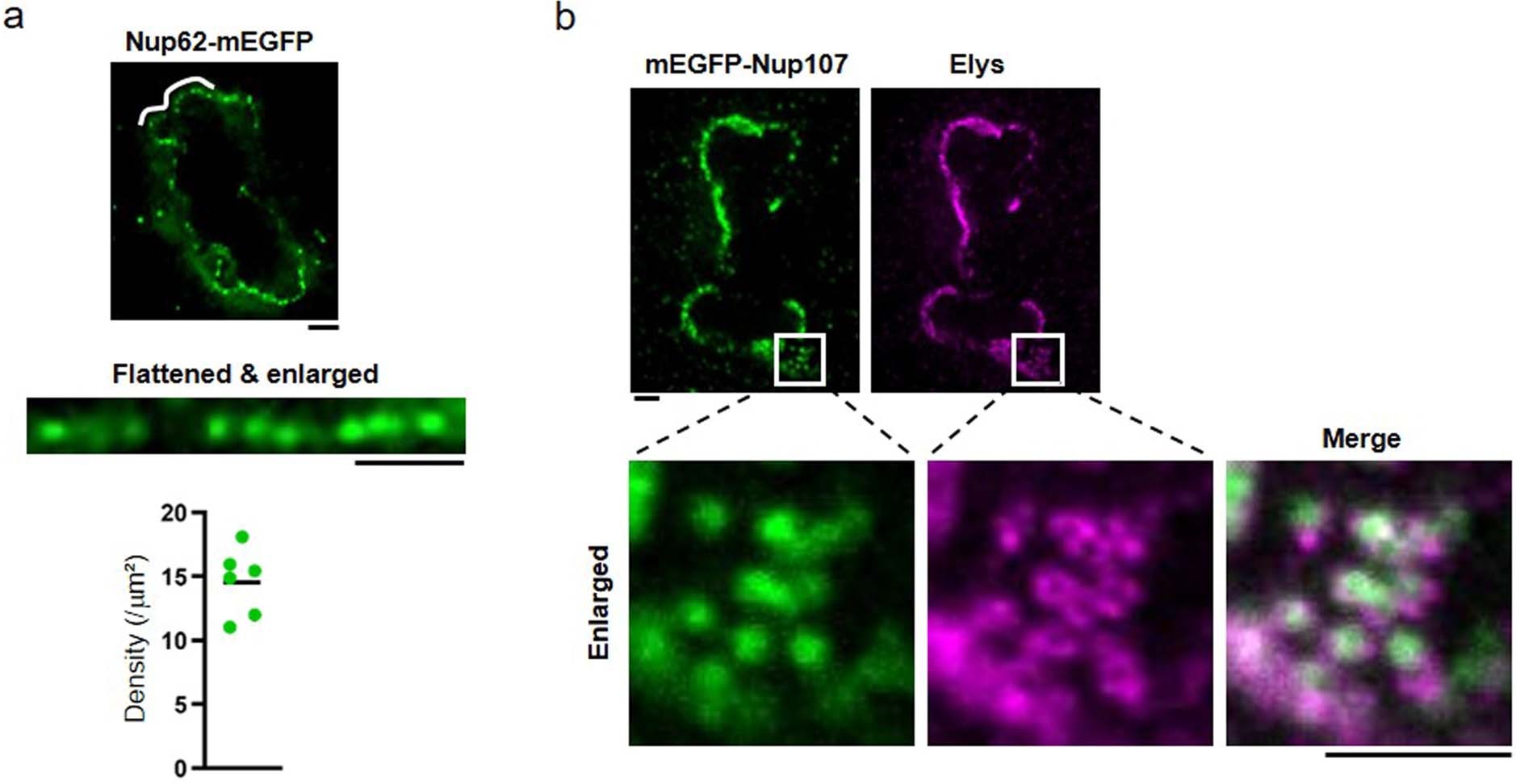 Extended Data Fig. 4: GFP-tagged Nups are recruited to the NPCs rather than nonspecifically accumulated on the NE.