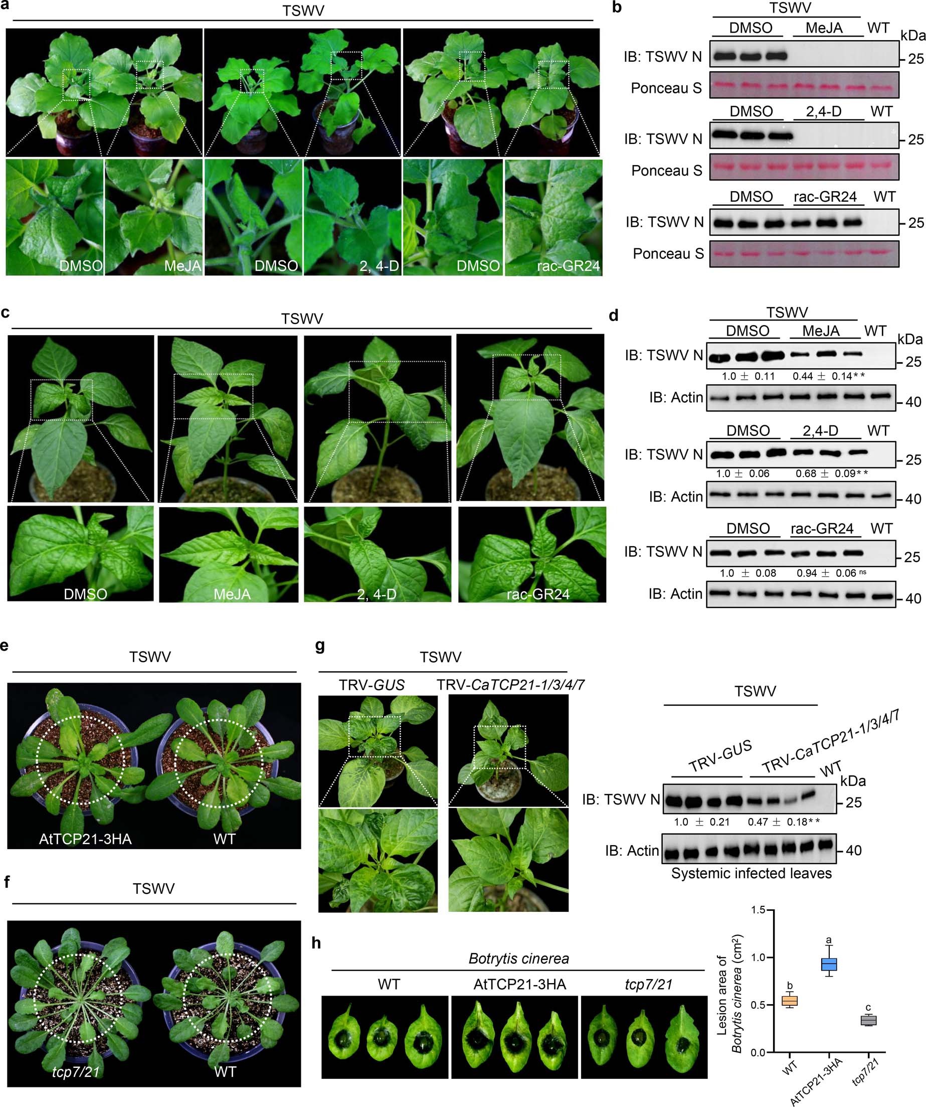 Extended Data Fig. 7: The effects of JA/AUX/SL phytohormone, overexpressing or knock-down/-out TCP21 on TSWV accumulation in Nicotiana benthamiana, pepper and Arabidopsis plant leaves.