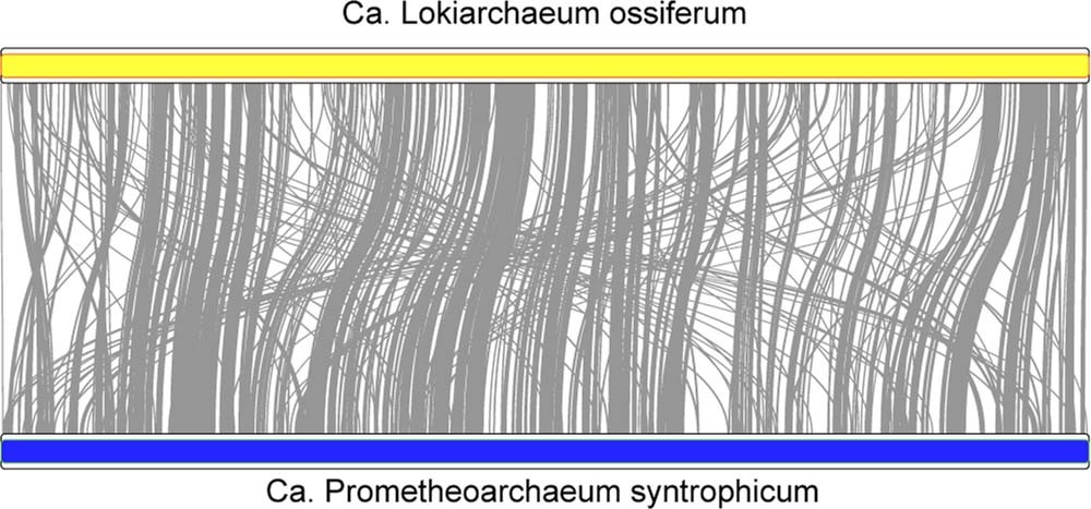 Extended Data Fig. 5: Ideogram representation of syntenic regions (grey) between the genomes of L. ossiferum and ‘Ca. P. syntrophicum’.