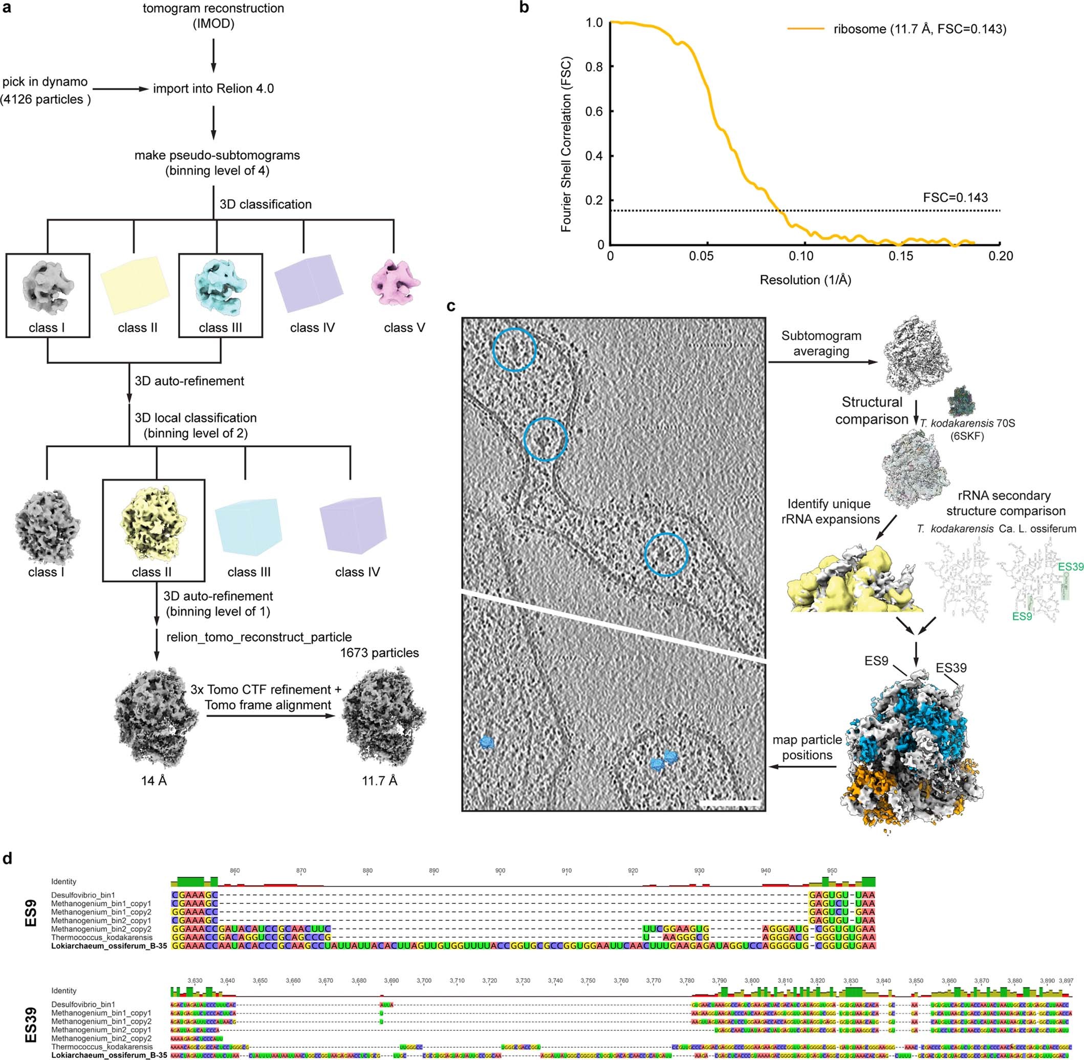 Extended Data Fig. 6: Sub-tomogram averaging of the ribosome and identification of rRNA expansion segments.