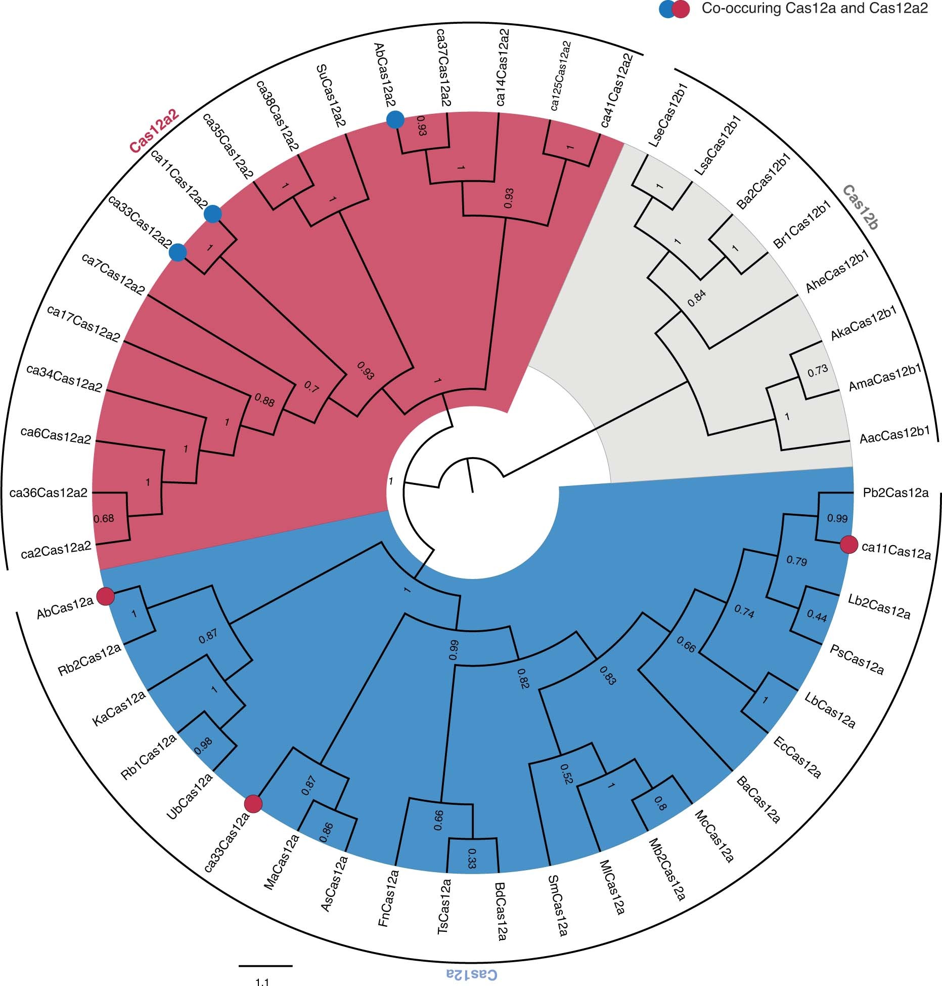 Extended Data Fig. 1: Maximum-likelihood phylogeny of Cas12a2 and Cas12a nucleases, with Cas12b as an outgroup.