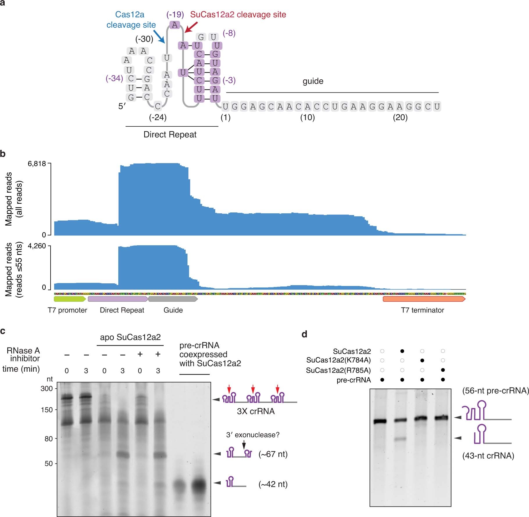 Extended Data Fig. 3: Pre-crRNA processing by SuCas12a2.