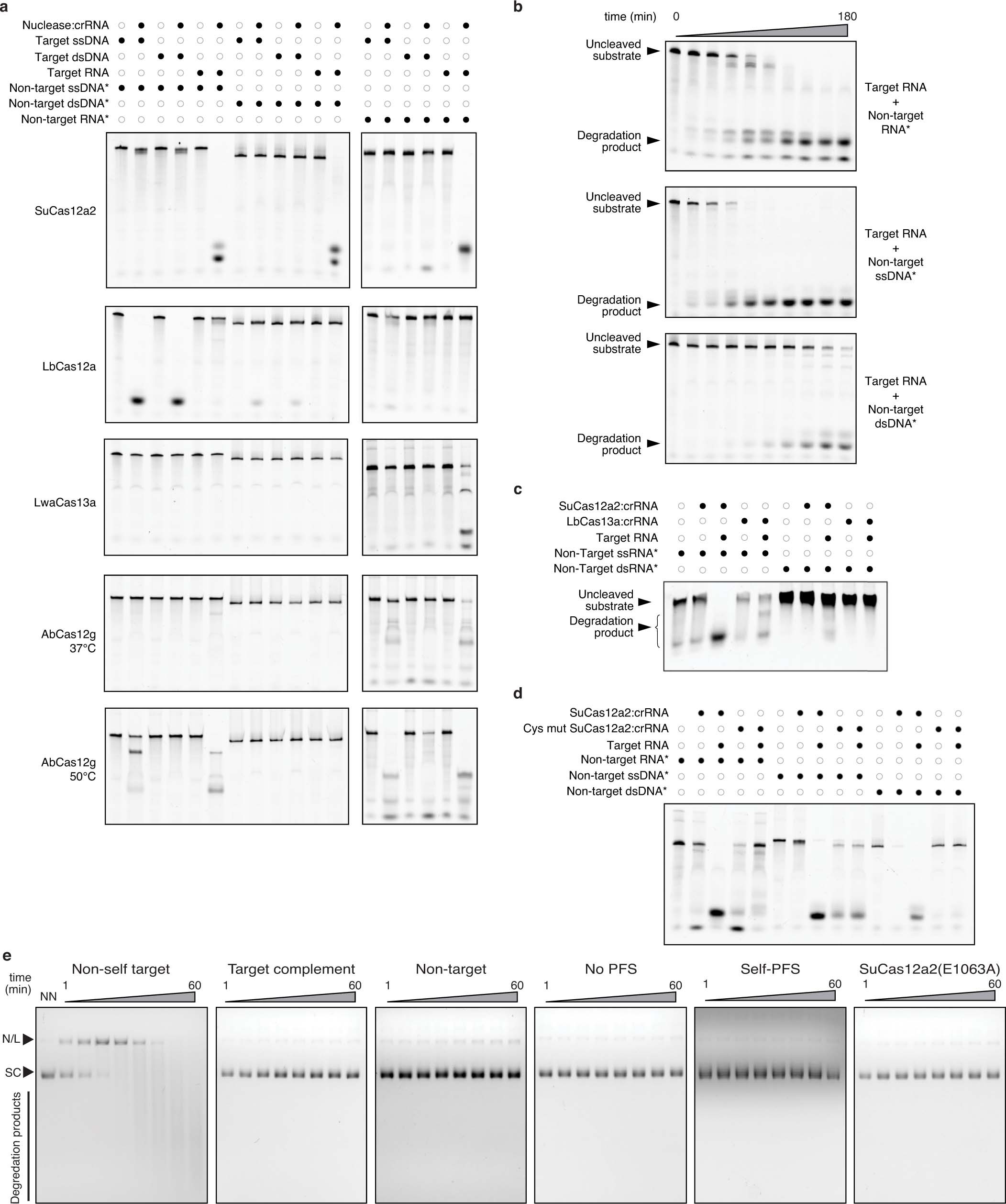 Extended Data Fig. 4: Properties of target recognition and collateral cleavage by SuCas12a2 .