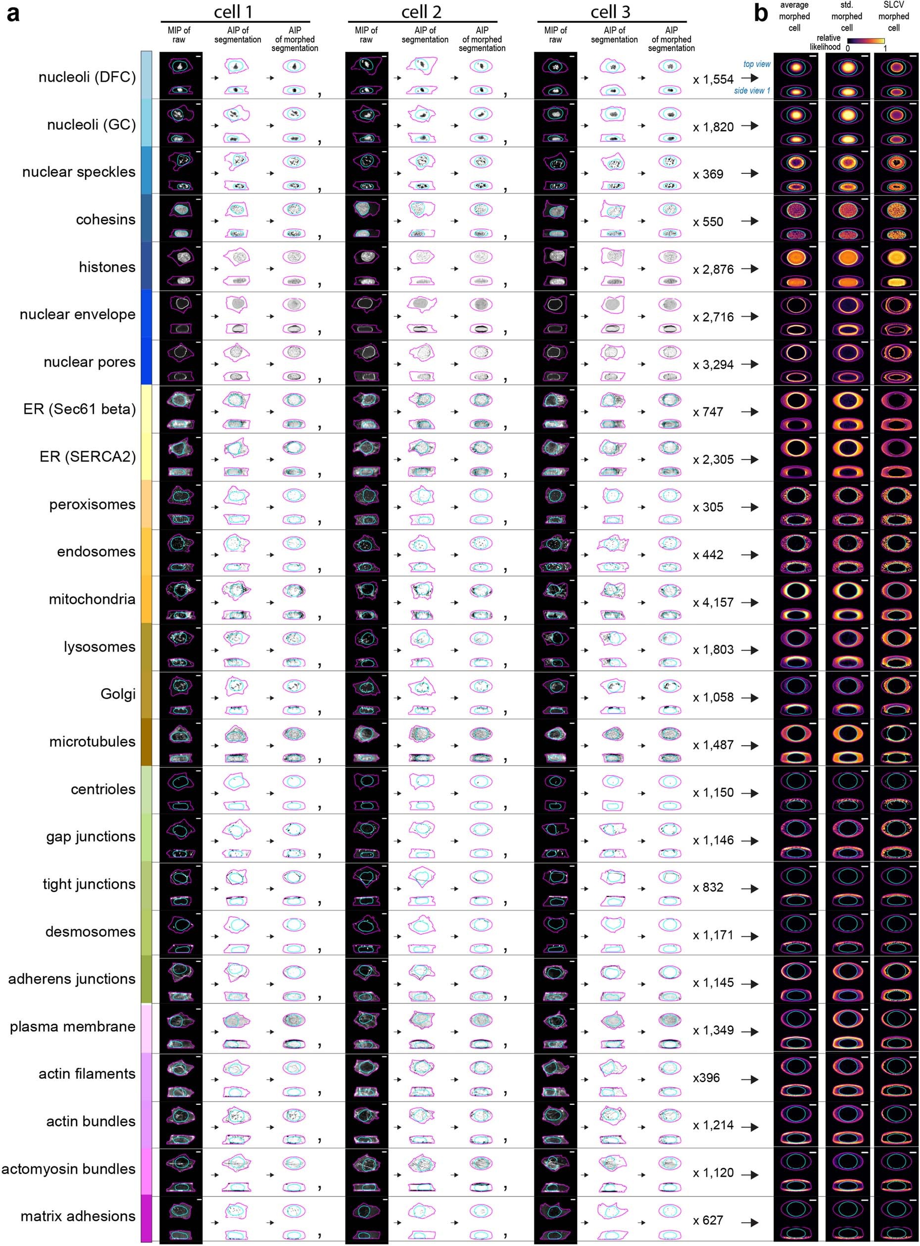Extended Data Fig. 5: Overview panel for creating aggregated morphed cells for all 25 cellular structures.
