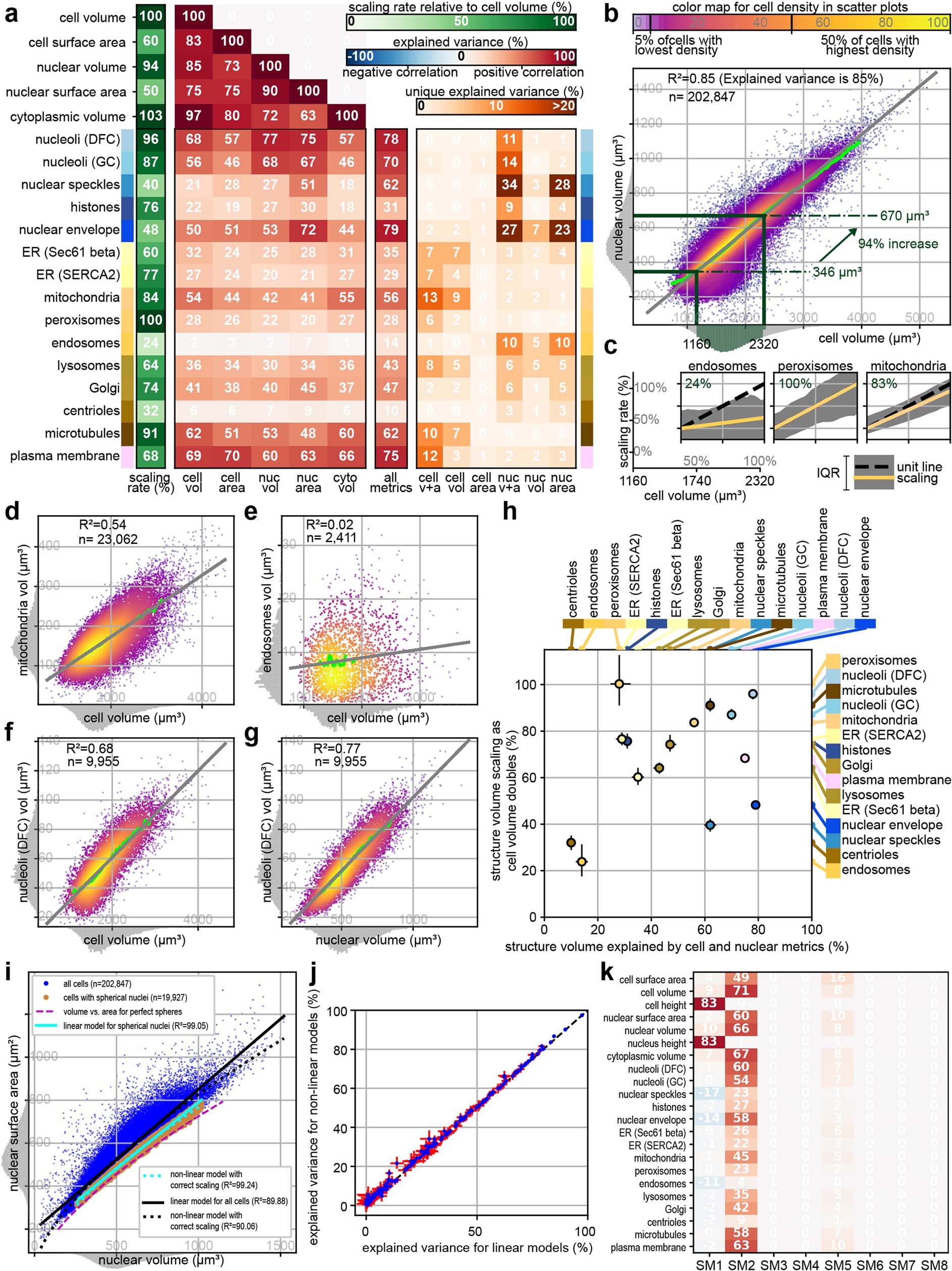 Extended Data Fig. 8: Statistical analysis of the variation in cell, nuclear and cellular structure sizes.