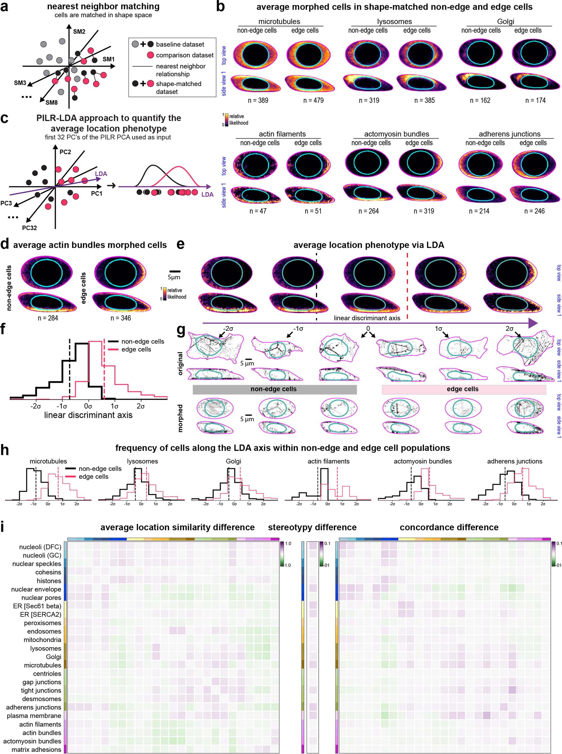 Extended Data Fig. 9: ALPs in shape-matched non-edge and edge cells.