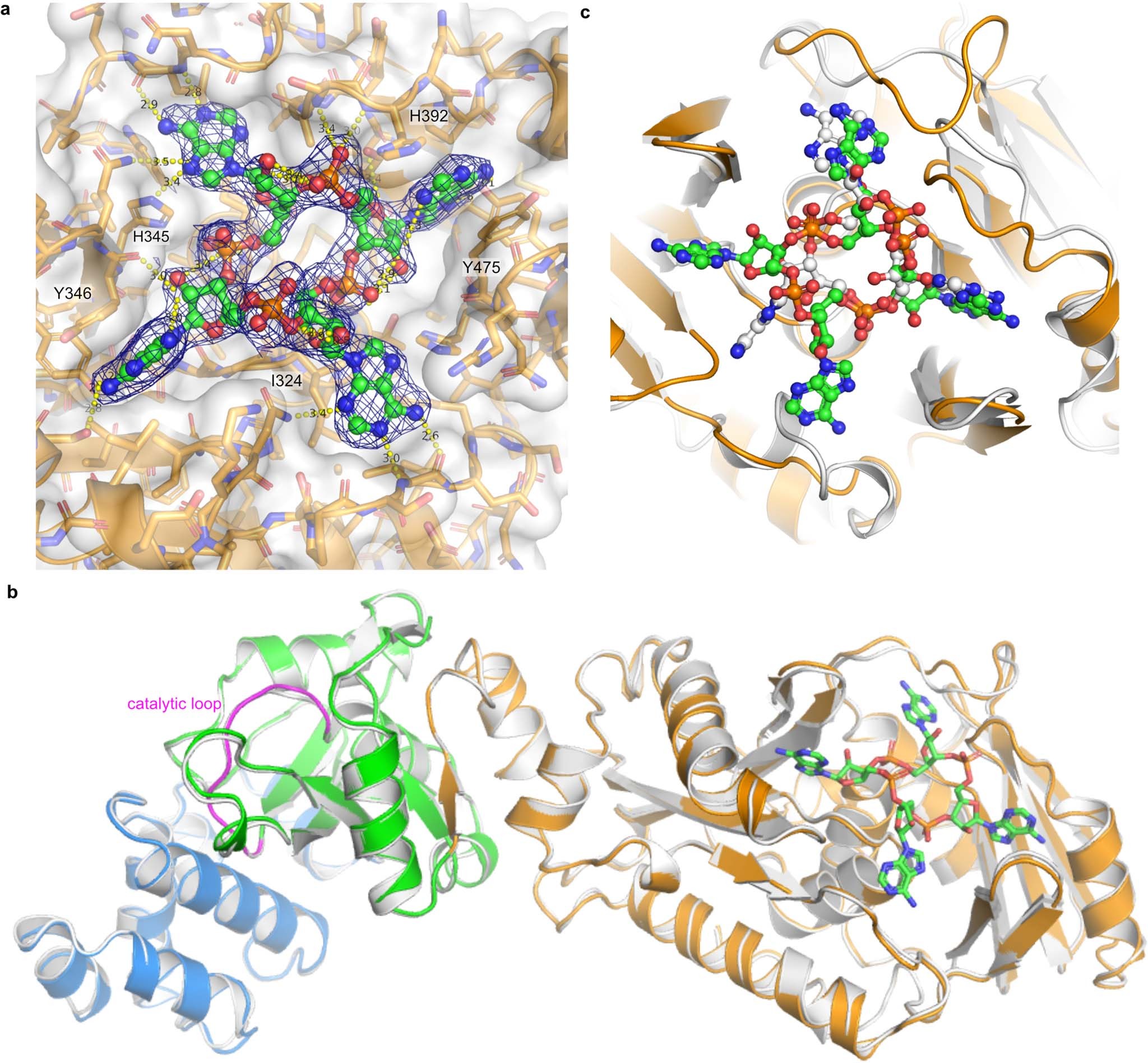 Extended Data Fig. 3: The CalpL/cA4 complex.