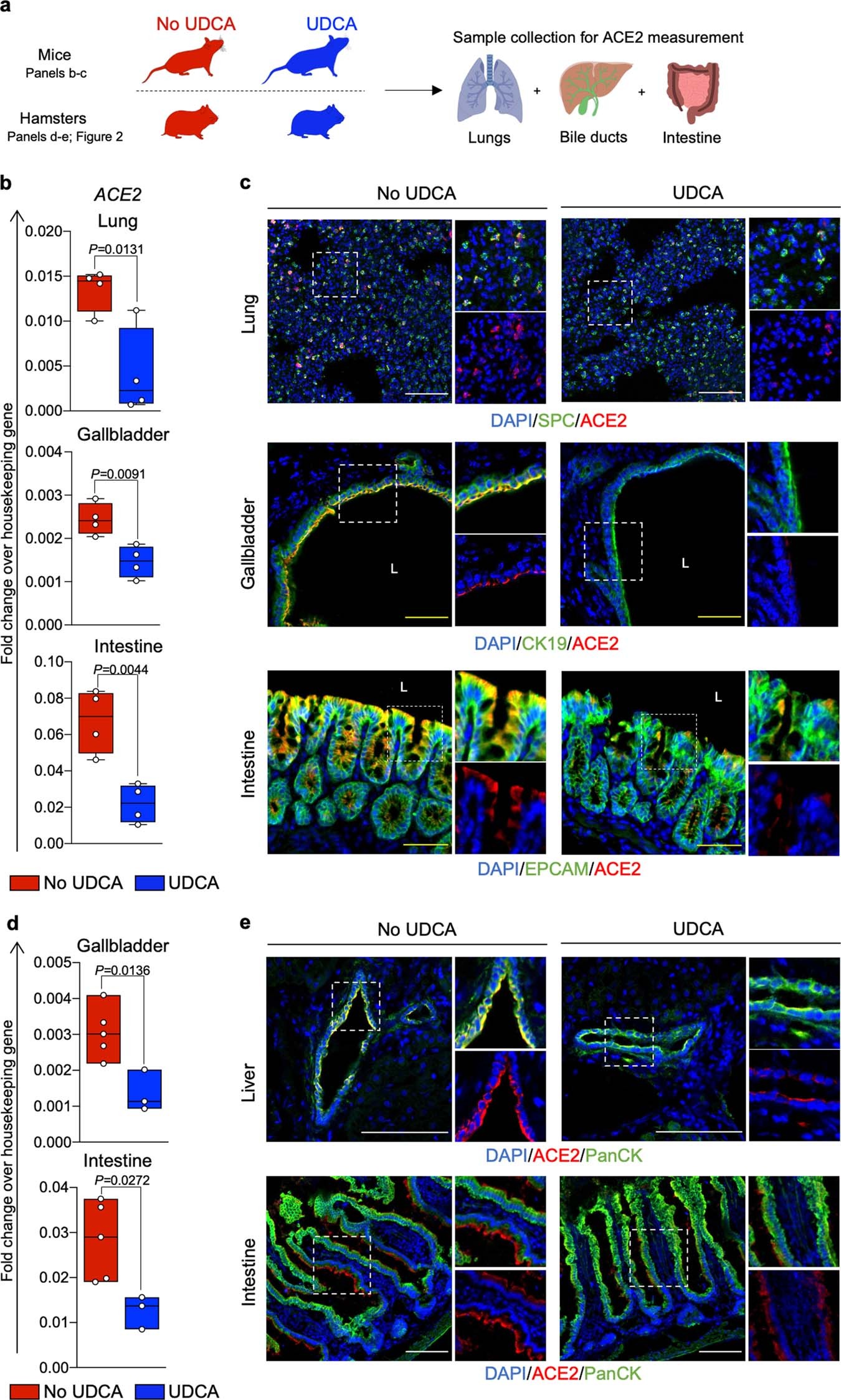Extended Data Fig. 7: FXR inhibition reduces ACE2 levels in vivo.