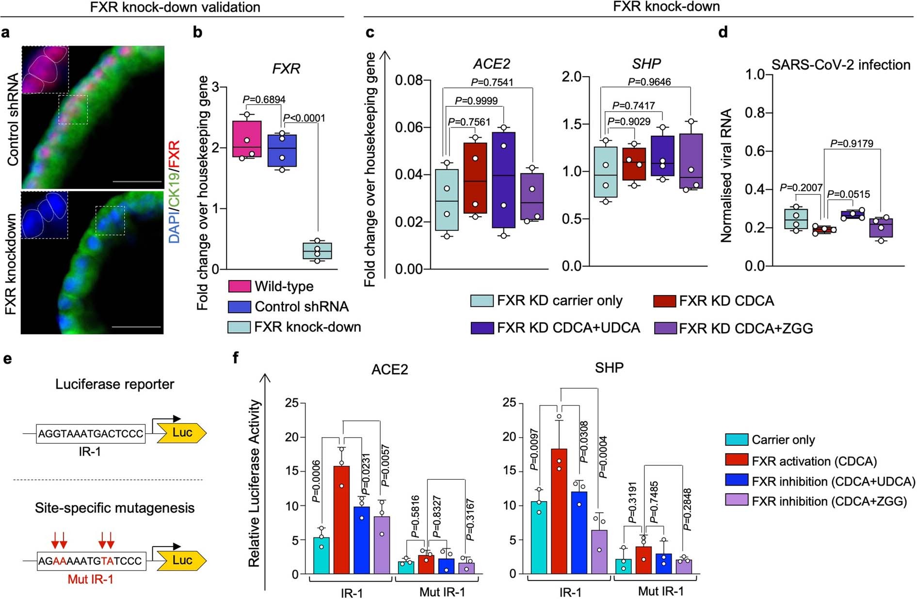 Extended Data Fig. 4: UDCA and ZGG require FXR to reduce ACE2 and SARS-CoV-2 infection.
