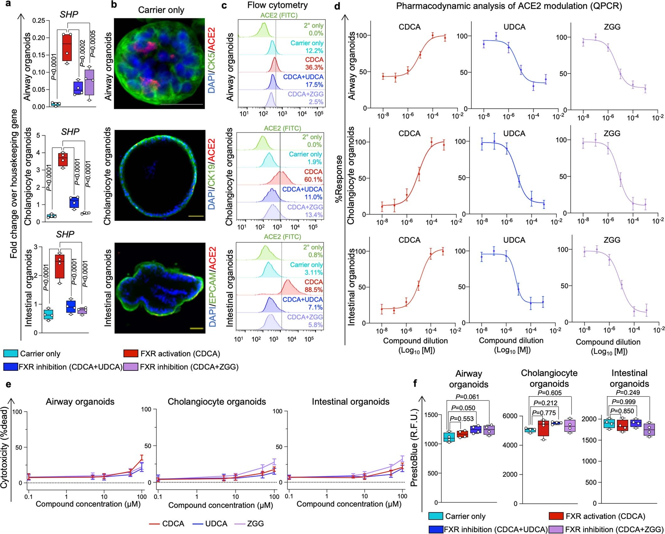 Extended Data Fig. 5: FXR modulation in biliary, airway and intestinal organoids.