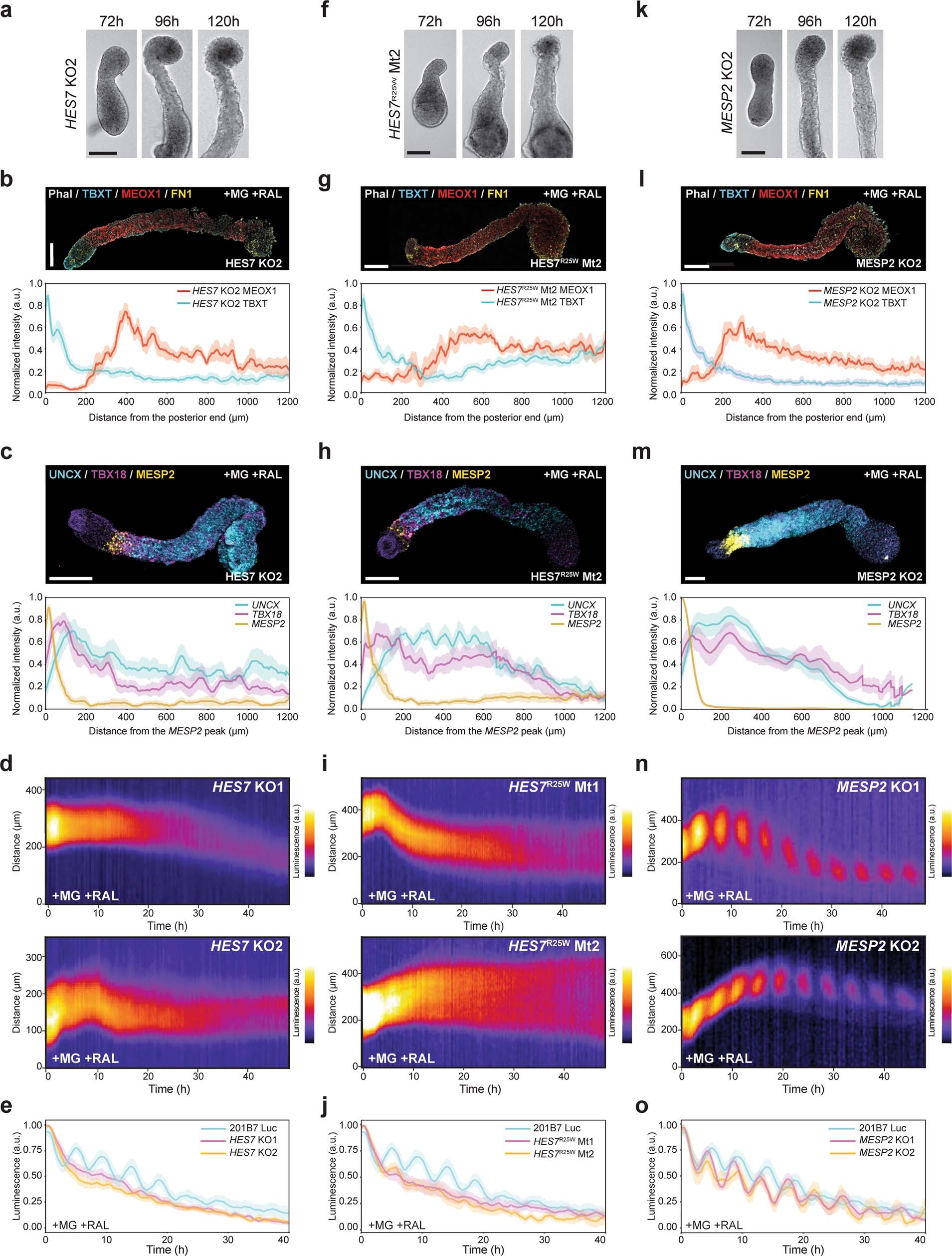 Extended Data Fig. 15