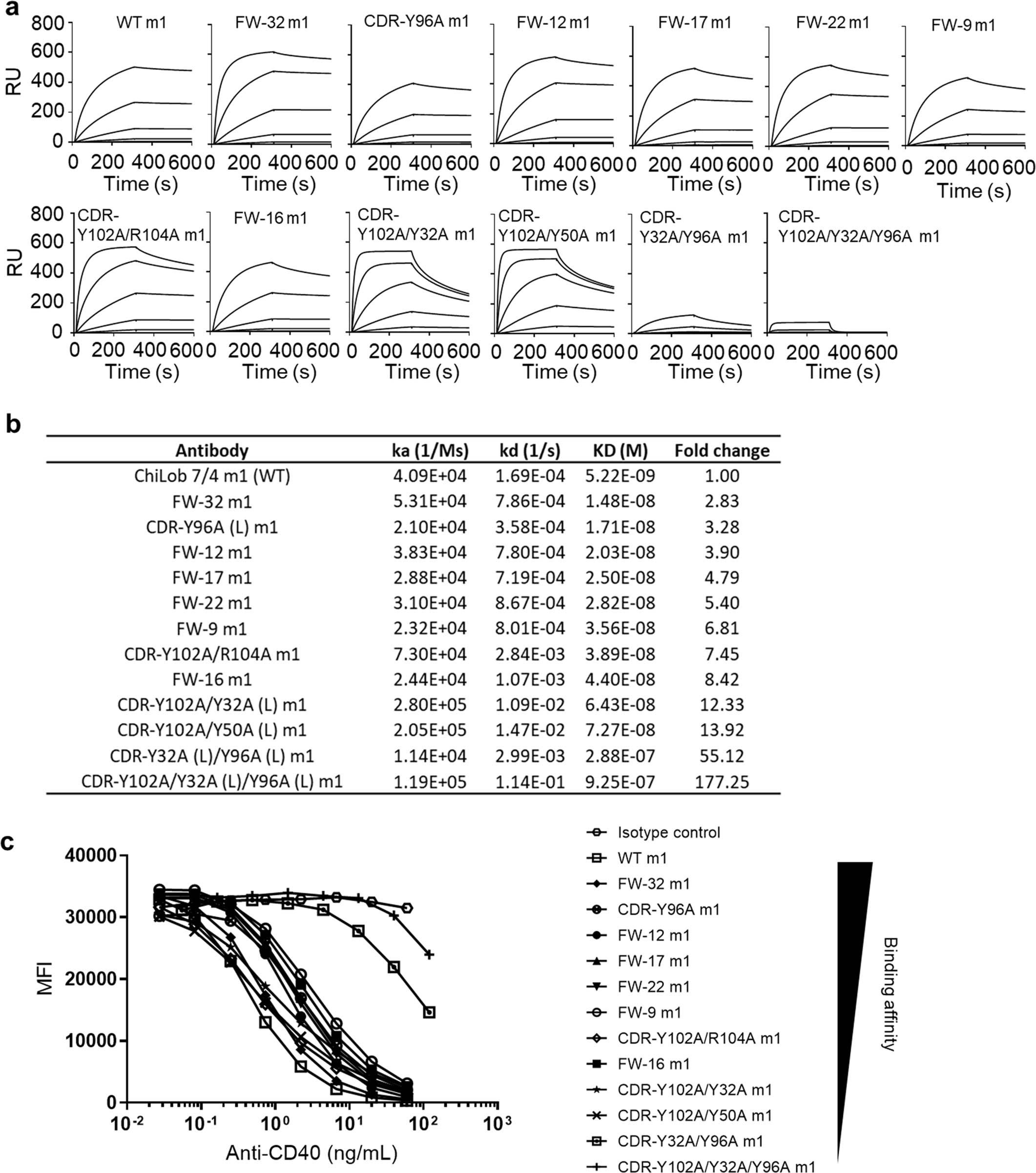 Extended Data Fig. 1: Characterization of anti-CD40 mIgG1 mAb ChiLob 7/4 affinity mutants.