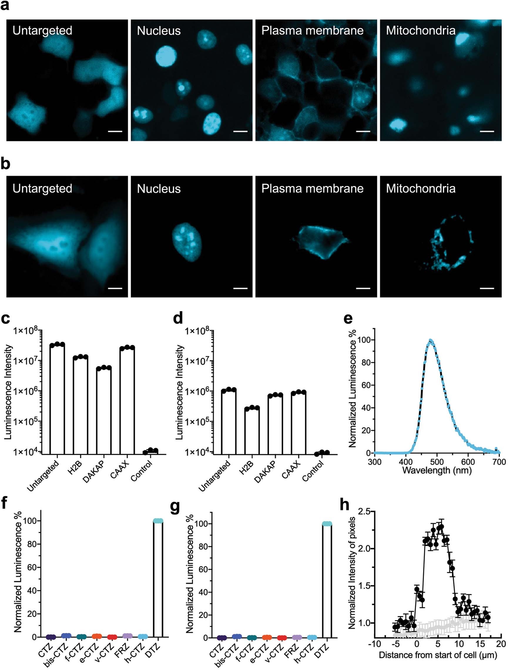 Extended Data Fig. 9: Expression, localization and luminescence activity of LuxSit-i in live HEK293T and HeLa cells.
