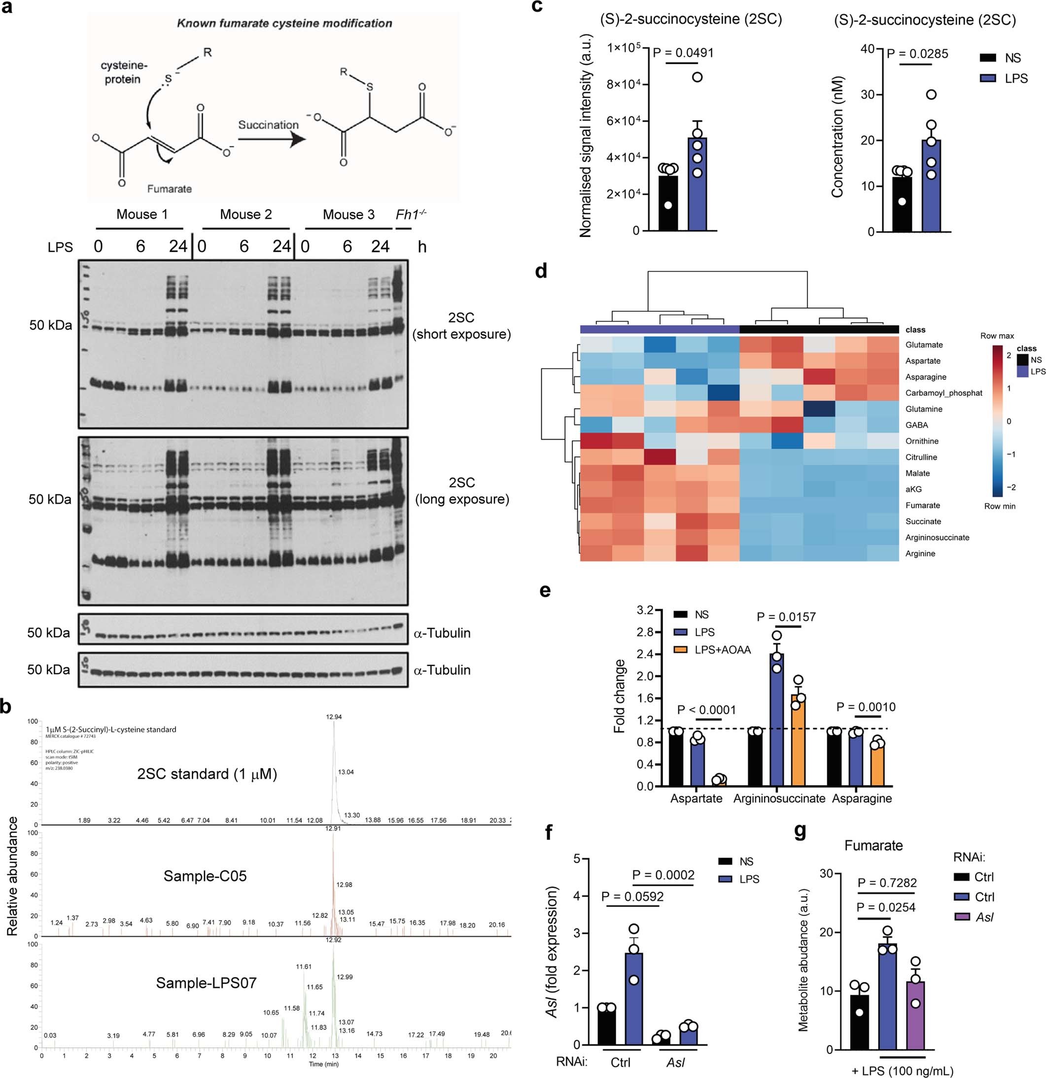 Extended Data Fig. 1: LPS stimulation drives fumarate accumulation and protein succination.