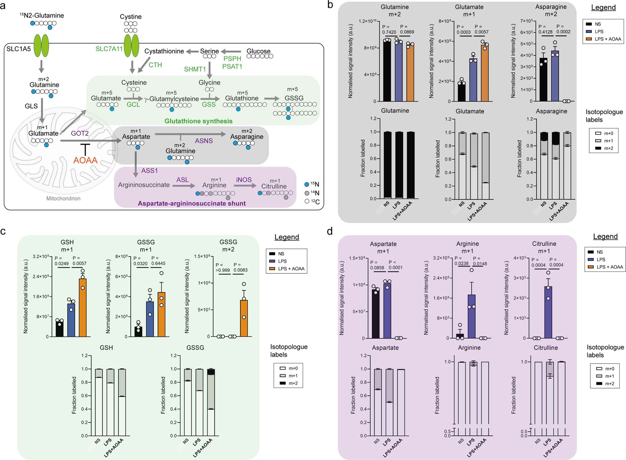 Extended Data Fig. 3: LPS stimulation drives fumarate accumulation via glutamine anaplerosis and an aspartate-argininosuccinate shunt.