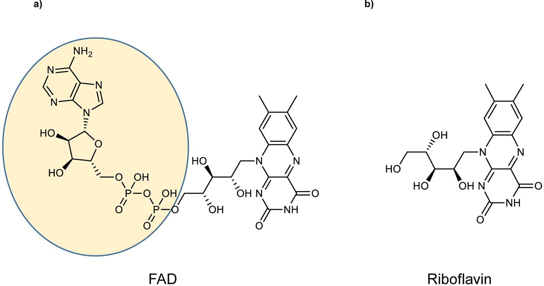 Extended Data Fig. 6: Structures of FAD and Riboflavin.