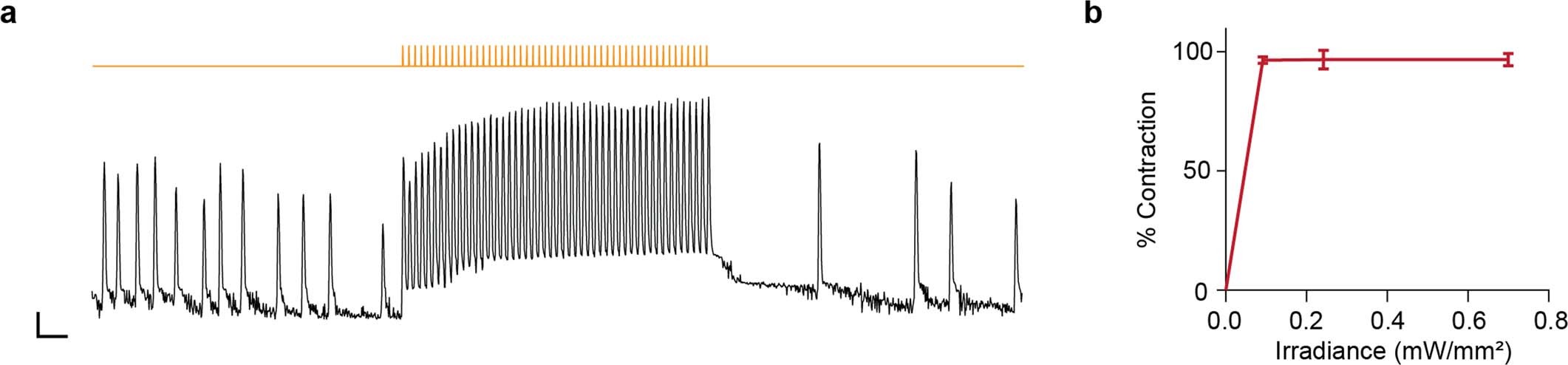 Extended Data Fig. 1: In vitro characterization of the optical pacemaker.