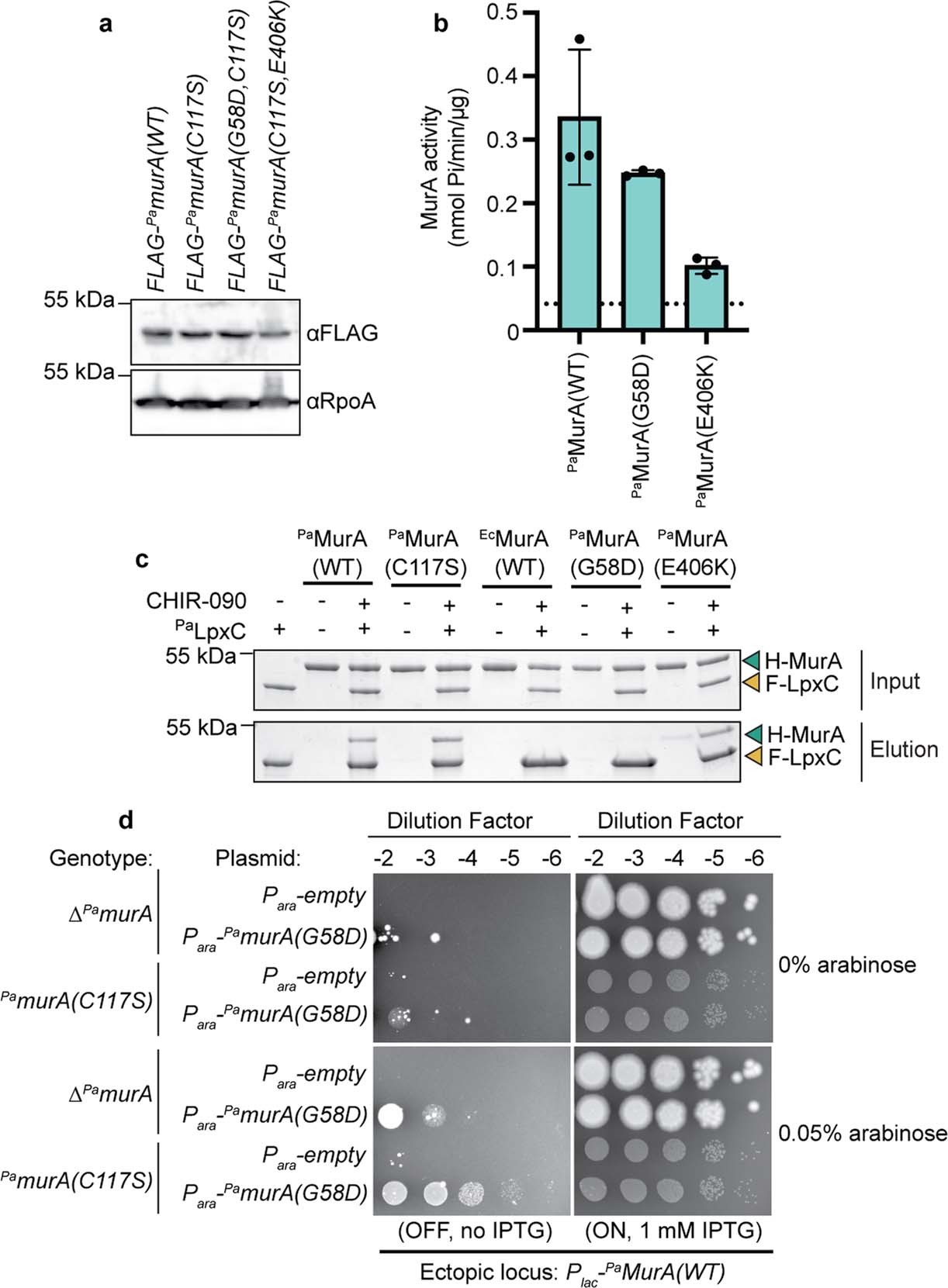 Extended Data Fig. 8: MurA(G58D) and MurA(E406K) impact binding and activation of PaLpxC.