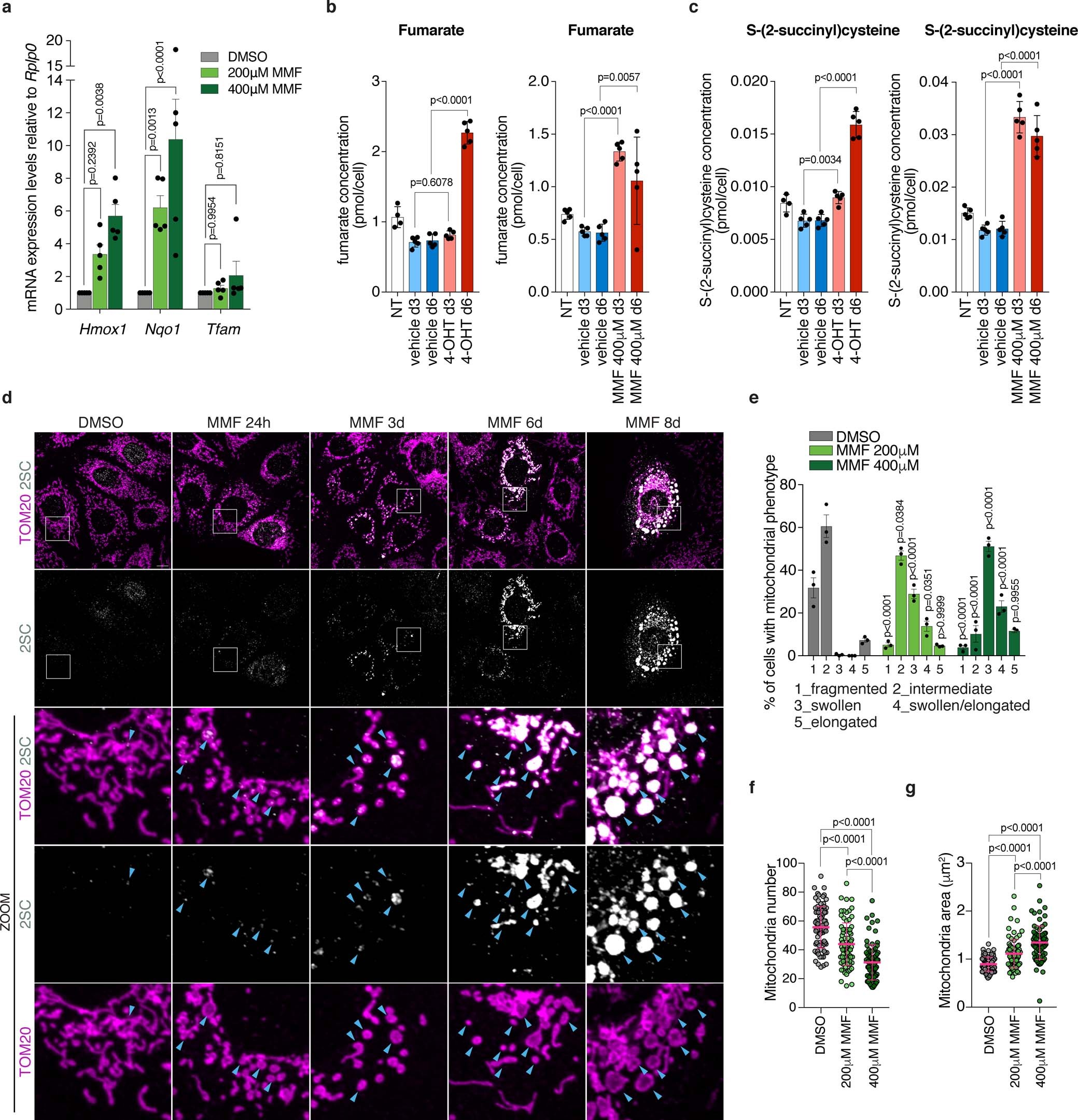 Extended Data Fig. 4: MMF treatment phenocopies Fh1 loss.