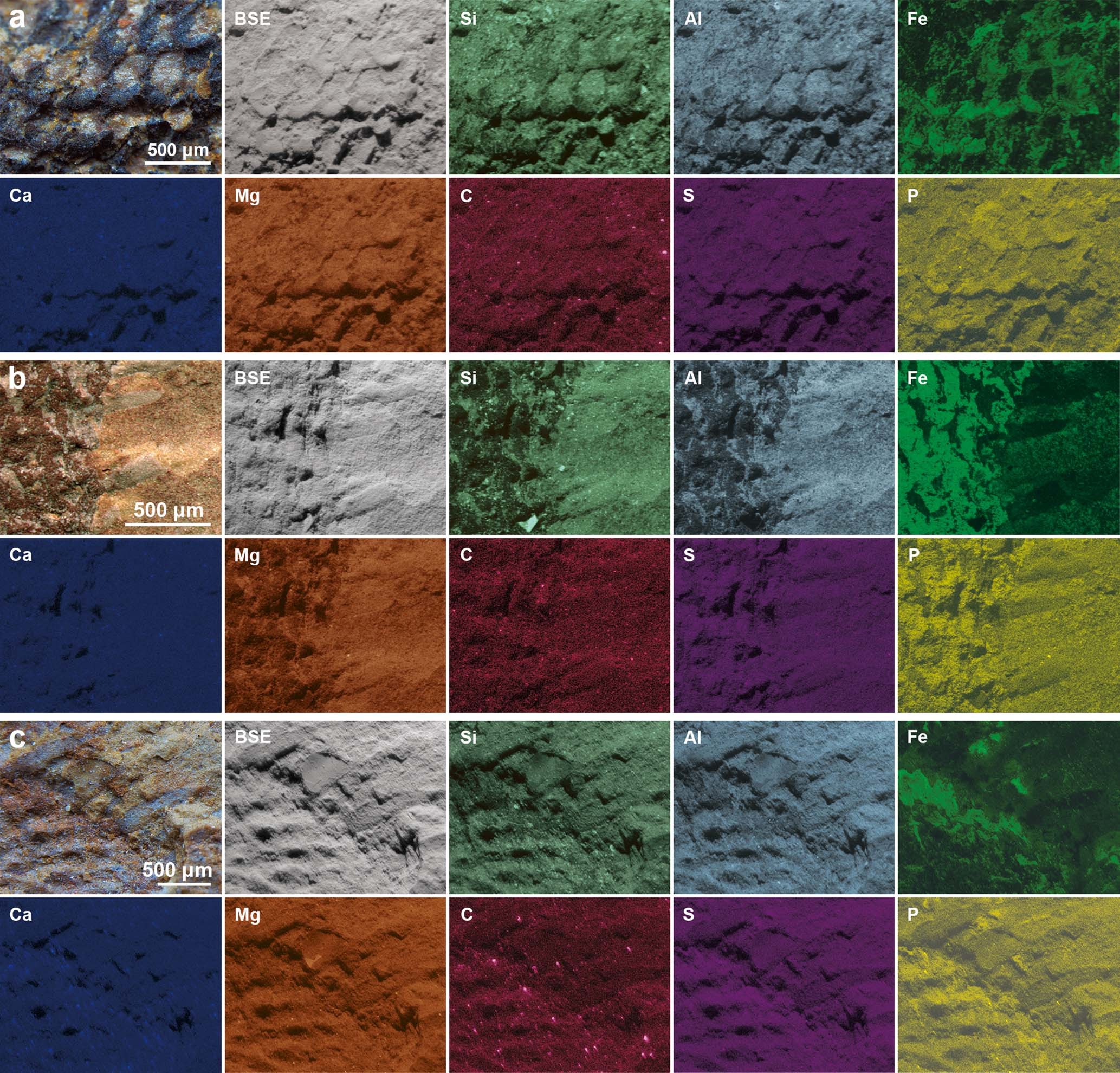 Extended Data Fig. 1: Elemental abundances in Protomelission? sp.